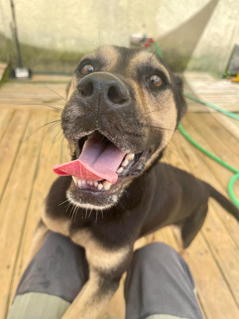 Enlarge Angel, a Adoptable mixed breed in St. Augustine, FL image 2/2