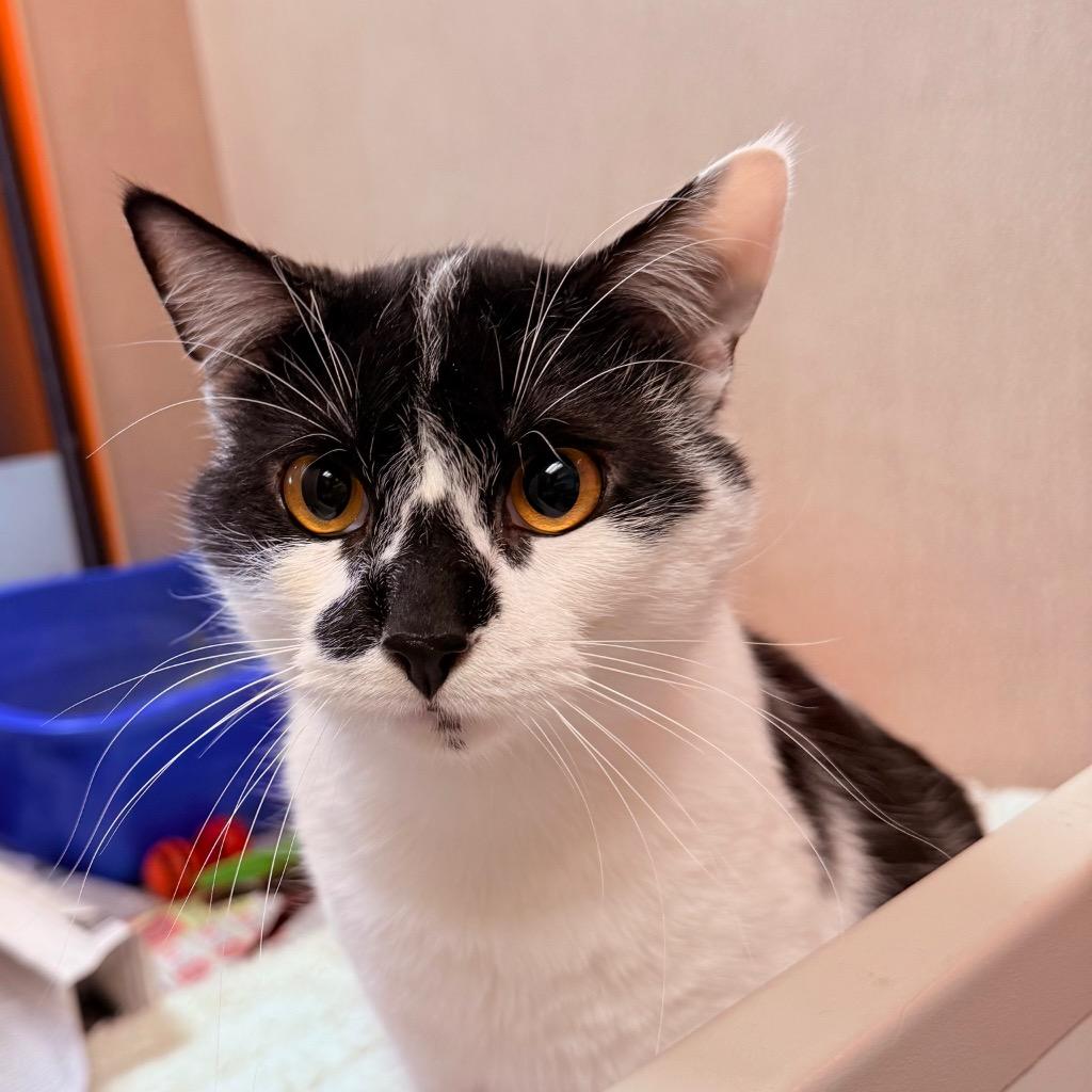 Grover, a Adoptable mixed breed in Utica, MI image 1/2