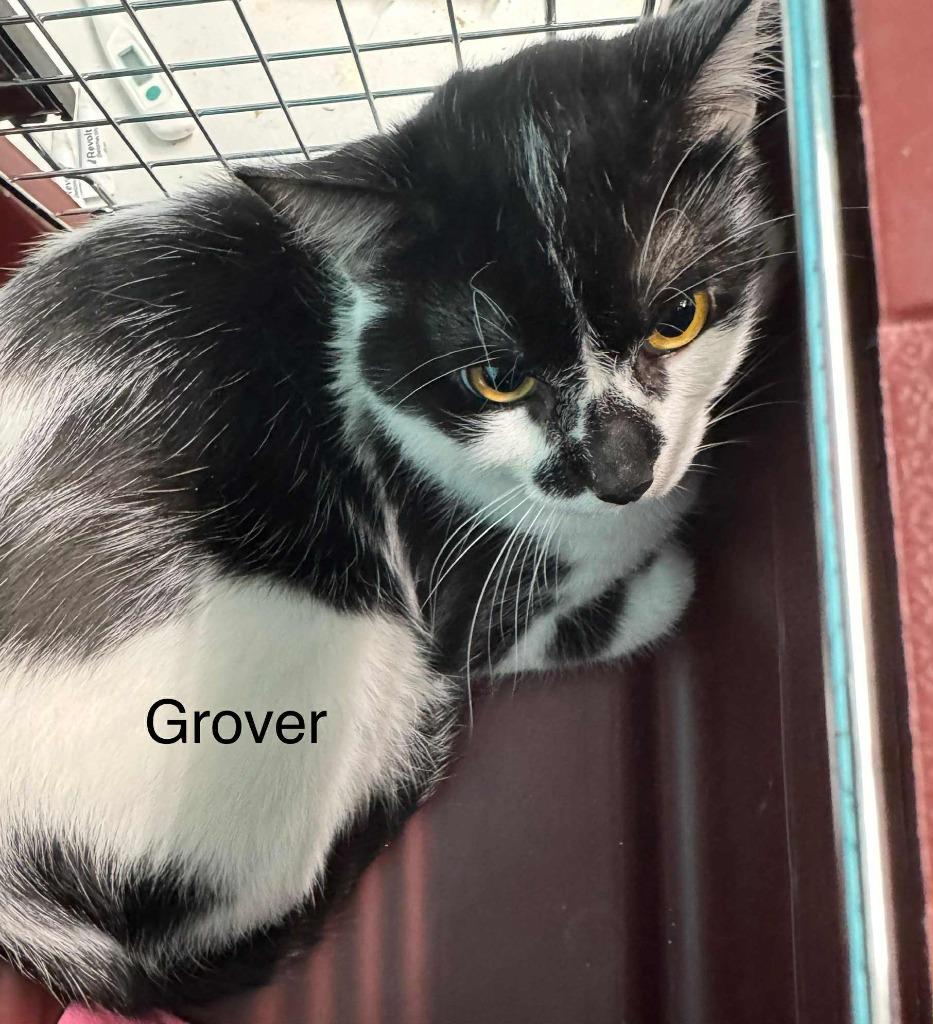 Grover, a Adoptable mixed breed in Utica, MI image 2/2
