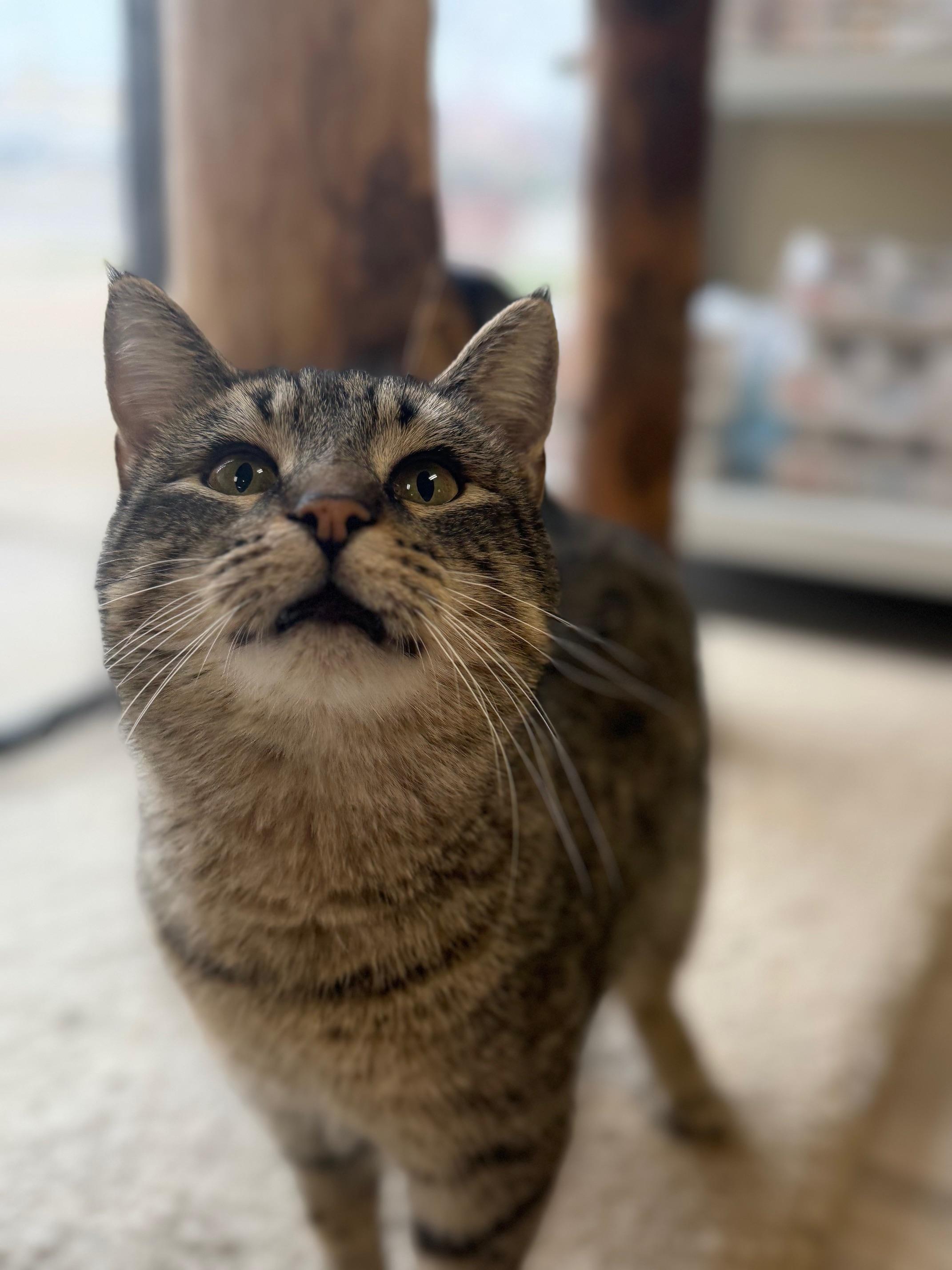 Enlarge Kipper , an adopted Domestic Short Hair in Madison, WI image 2/5