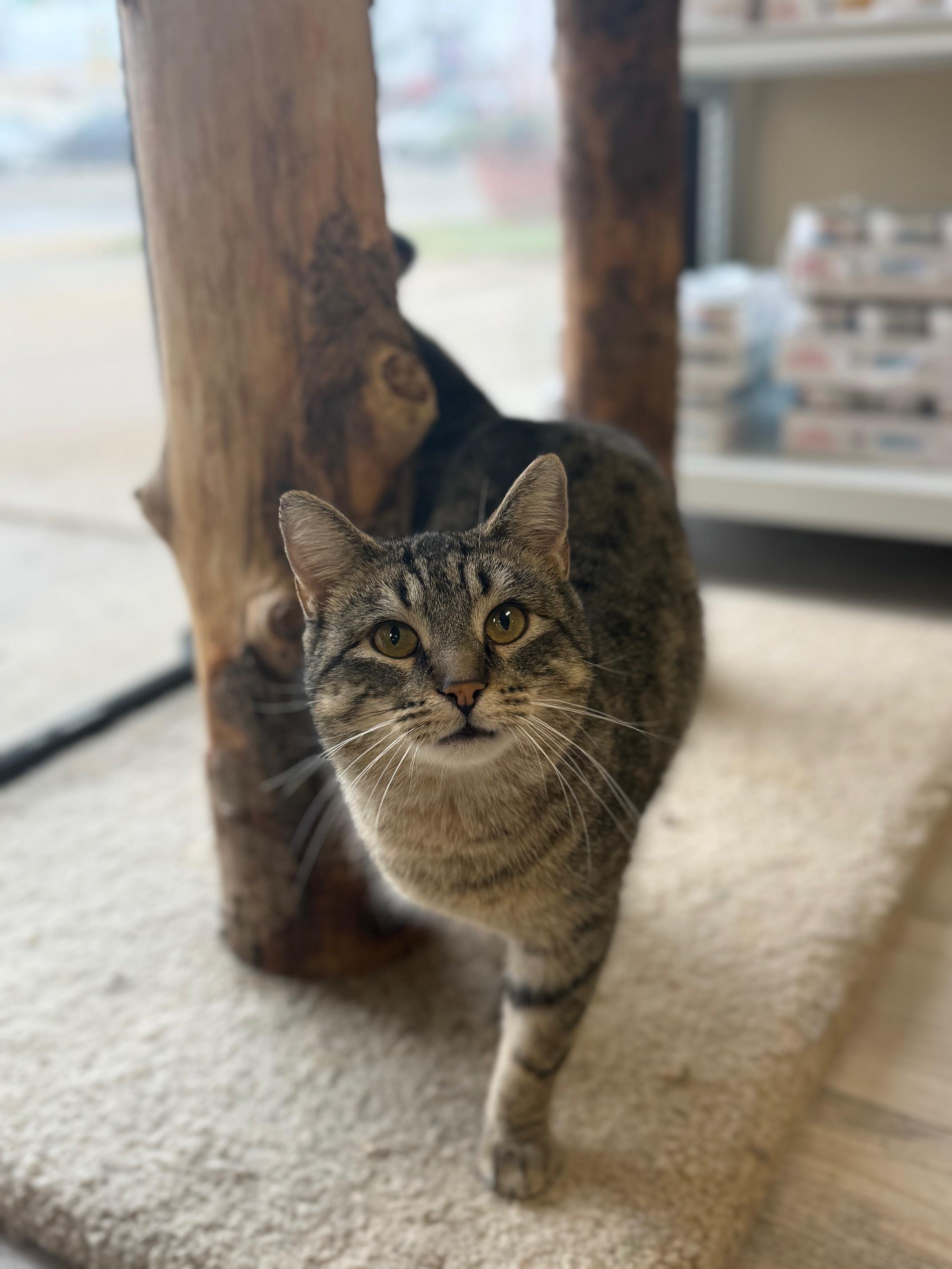 Enlarge Kipper , an adopted Domestic Short Hair in Madison, WI image 5/5