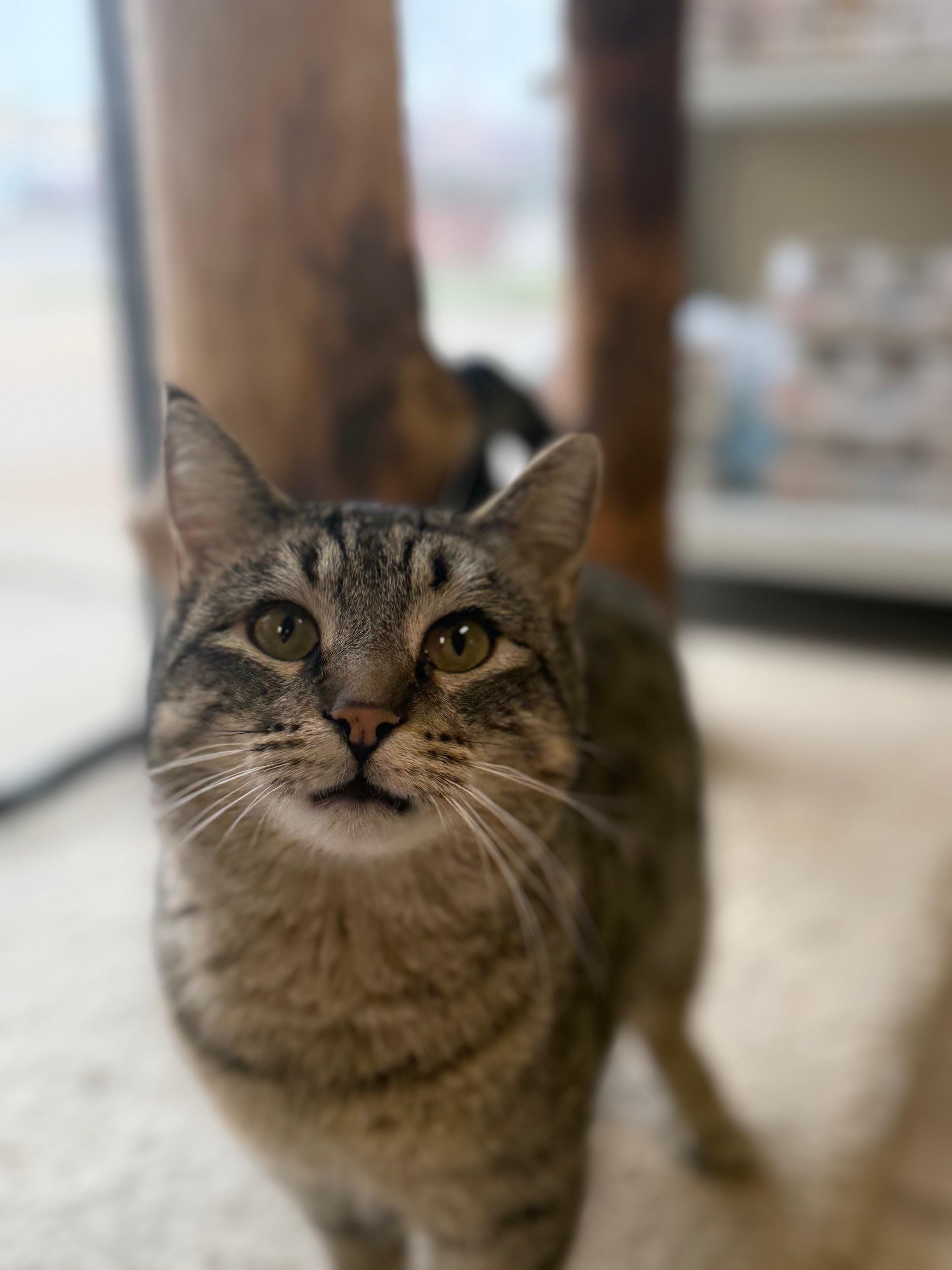 Kipper , ADOPTABLE, Young Female Domestic Short Hair.