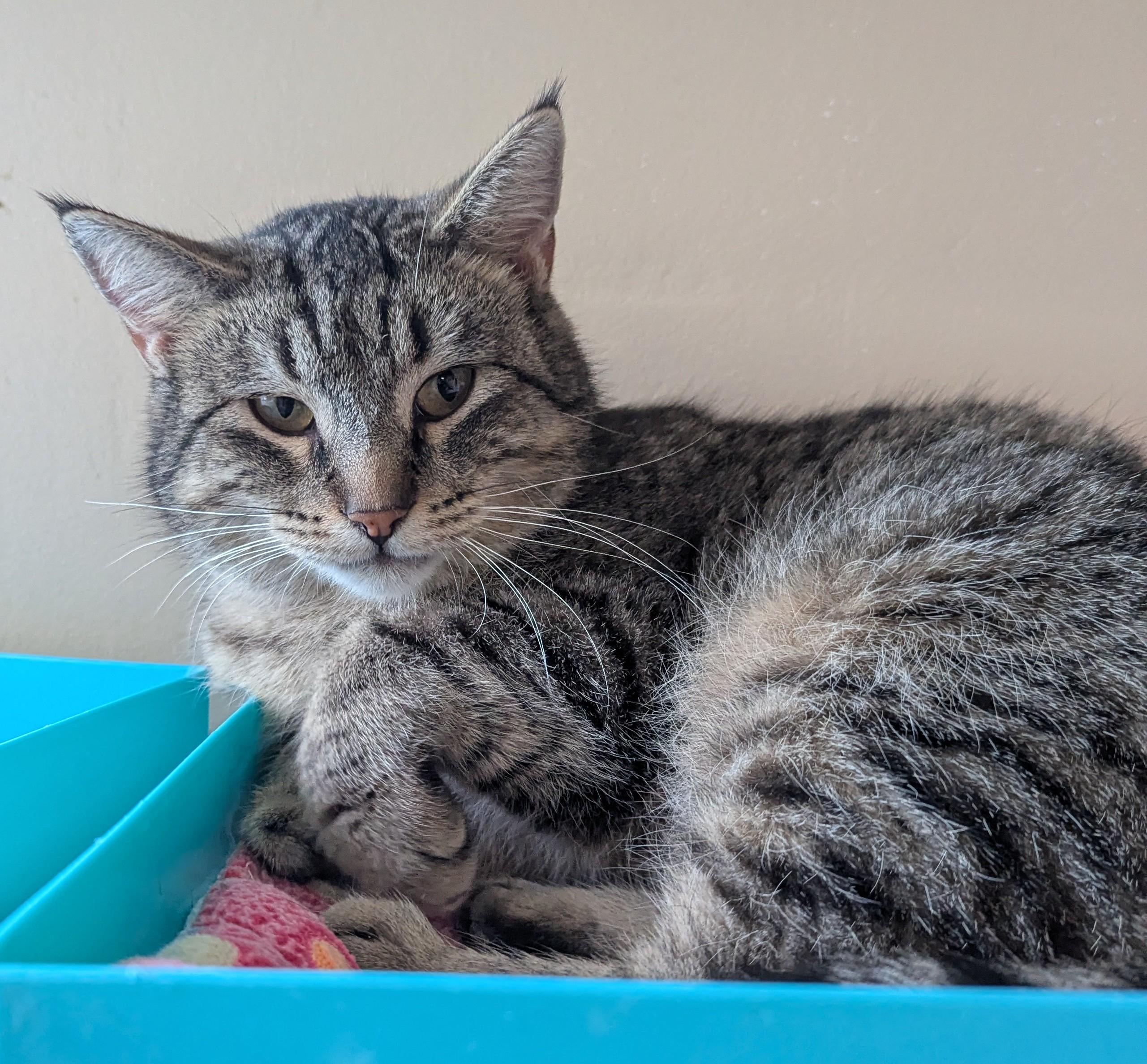 Enlarge Kipper , an adopted Domestic Short Hair in Madison, WI image 3/5