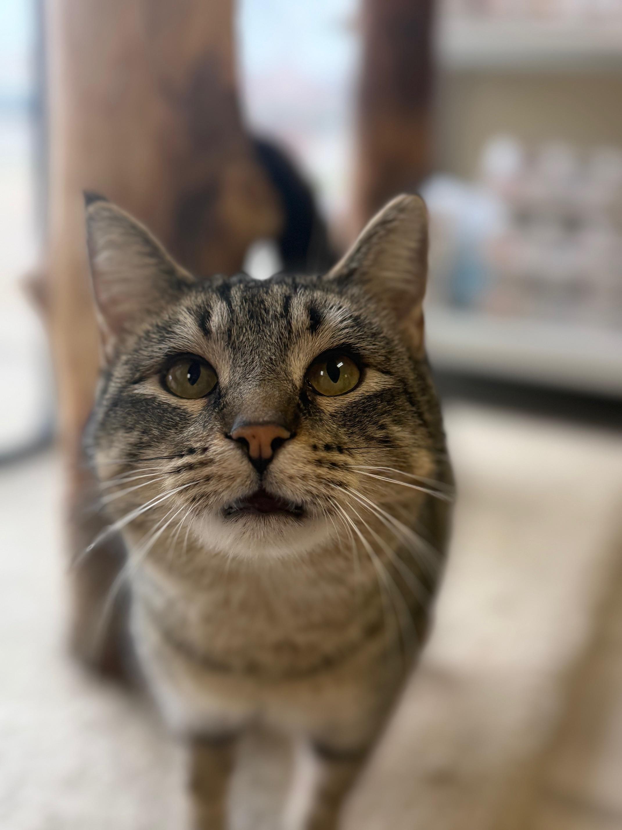 Enlarge Kipper , an adopted Domestic Short Hair in Madison, WI image 4/5