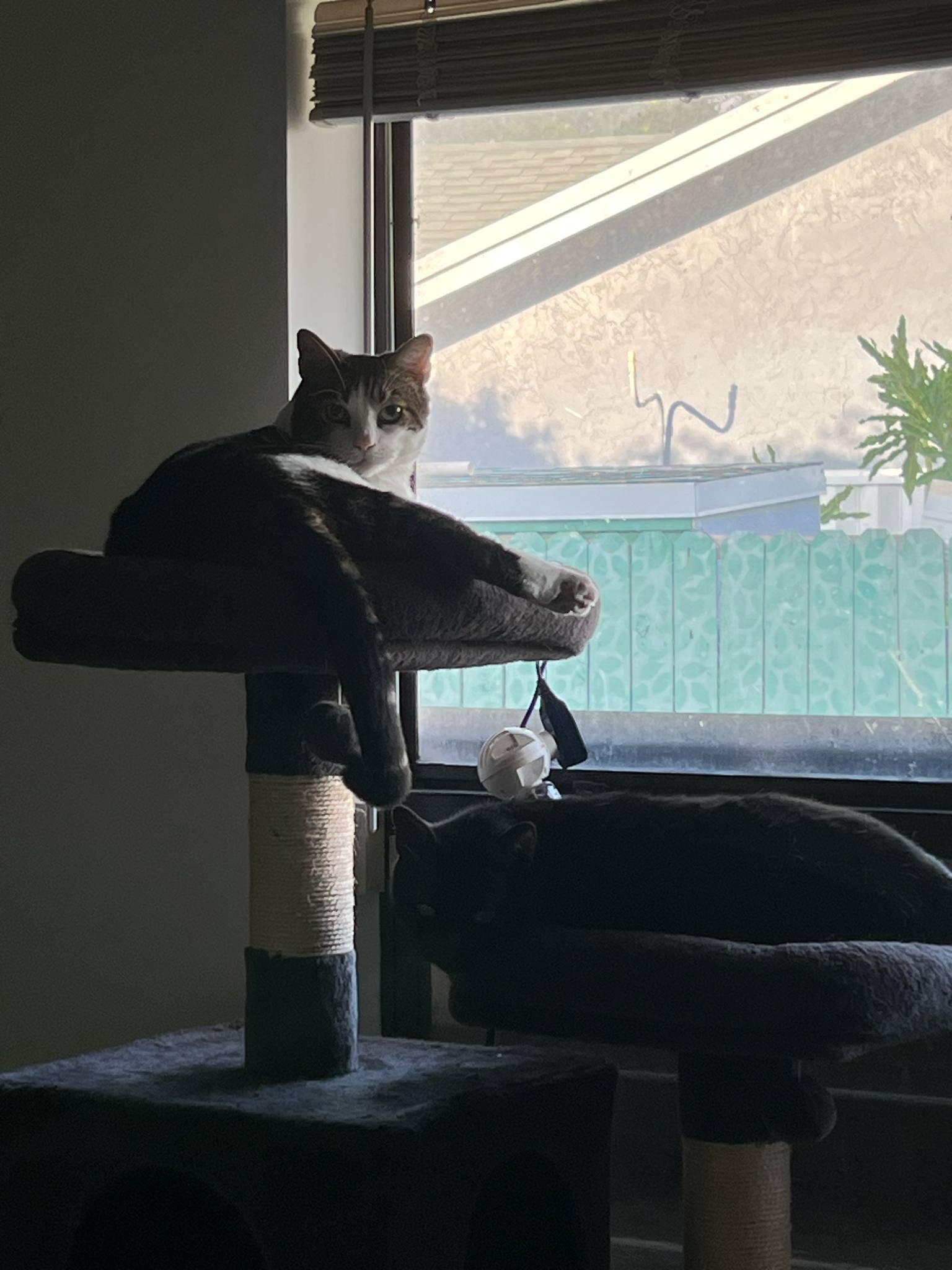 Juni and Fraidy (Bonded Pair)