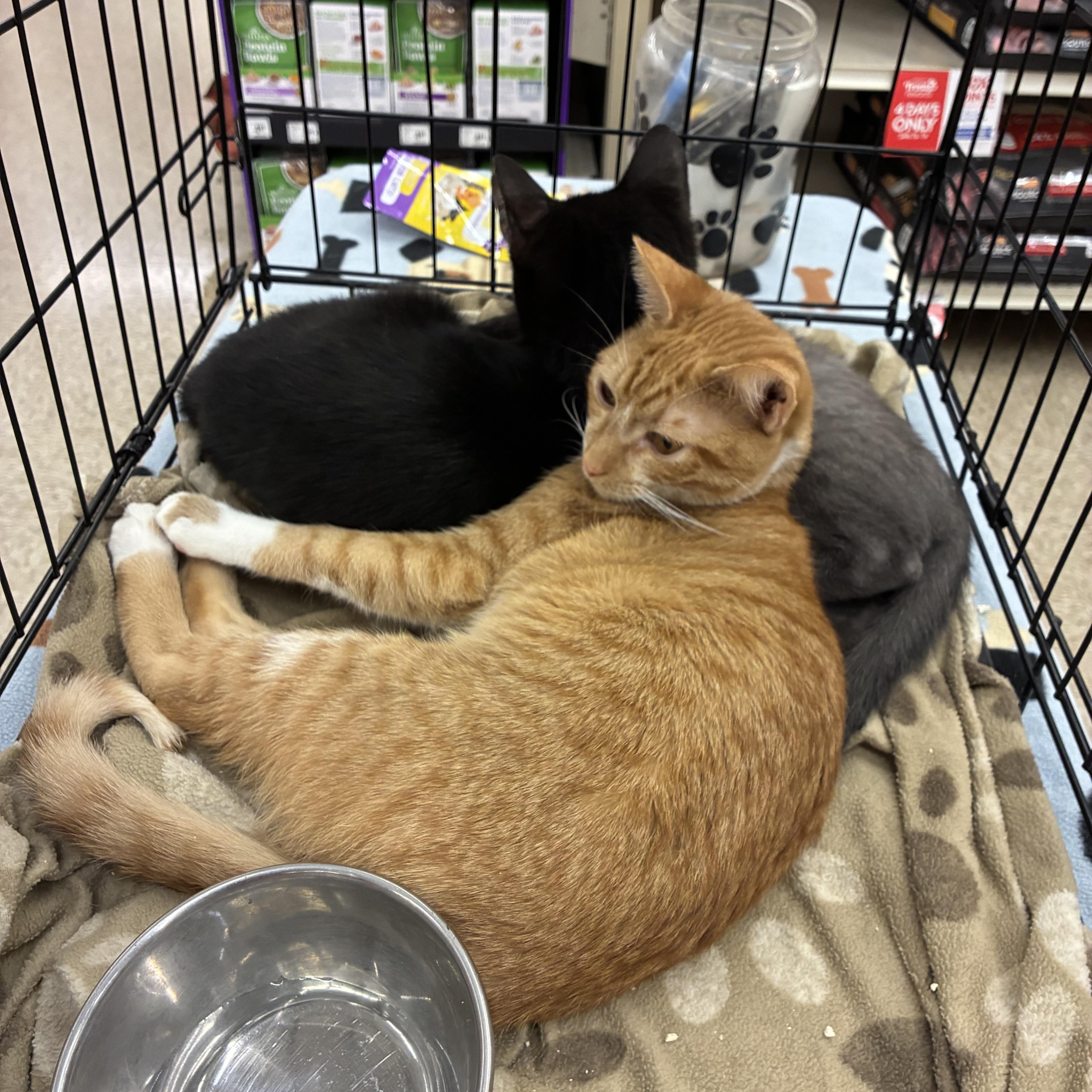 Enlarge Minola Kitties, an adopted mixed breed in Plano, TX image 1/4