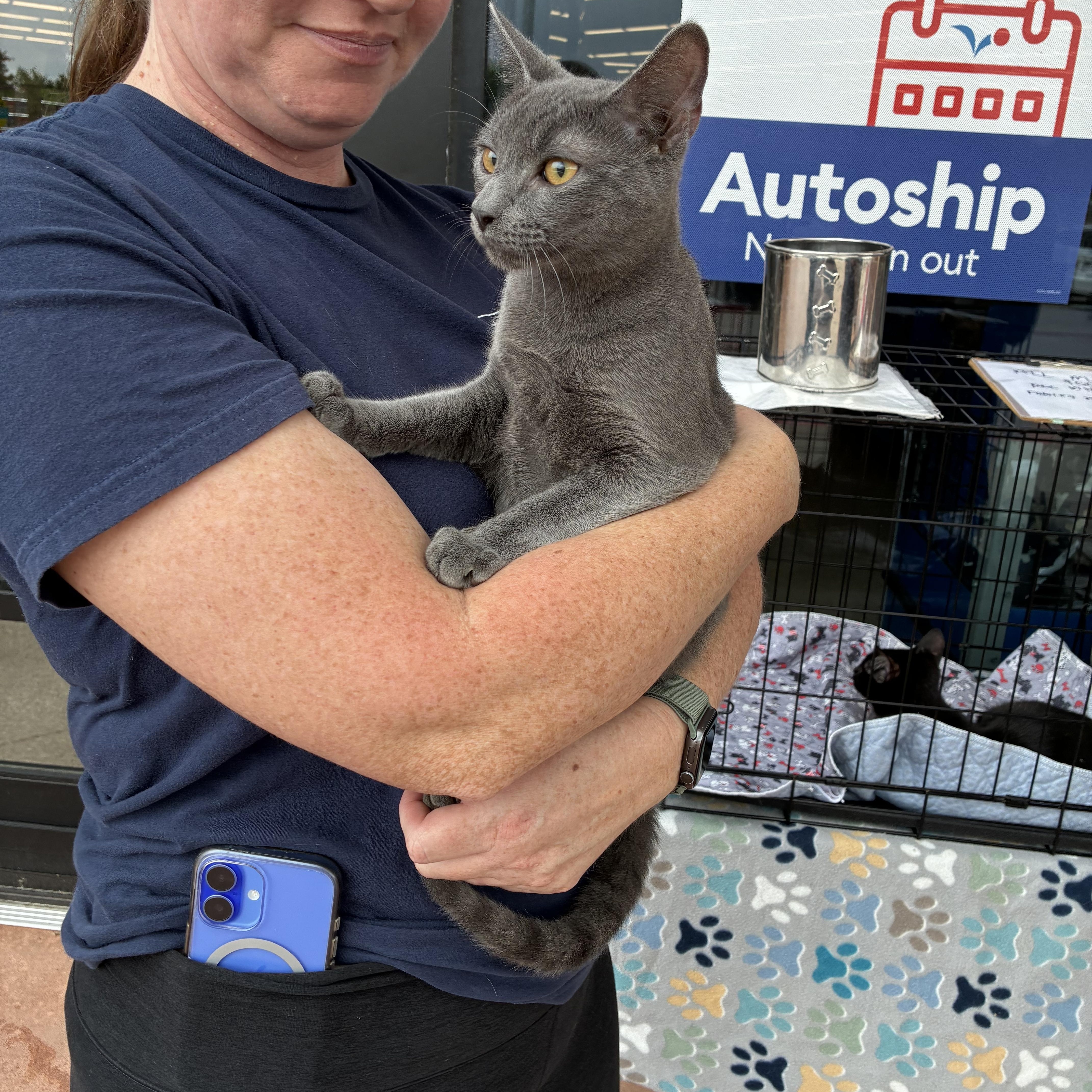 Enlarge Minola Kitties, an adopted mixed breed in Plano, TX image 4/4