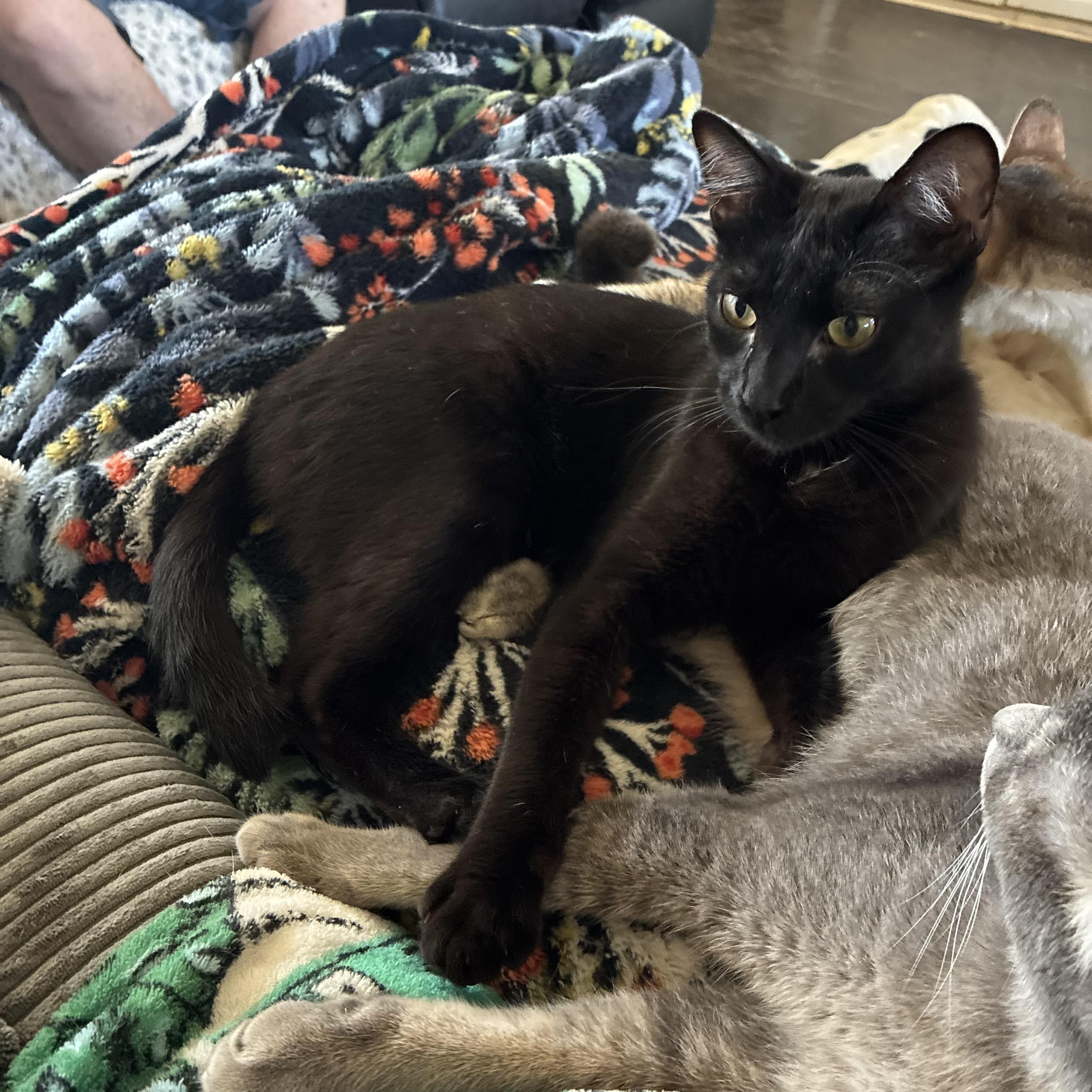 Enlarge Minola Kitties, an adopted mixed breed in Plano, TX image 3/4