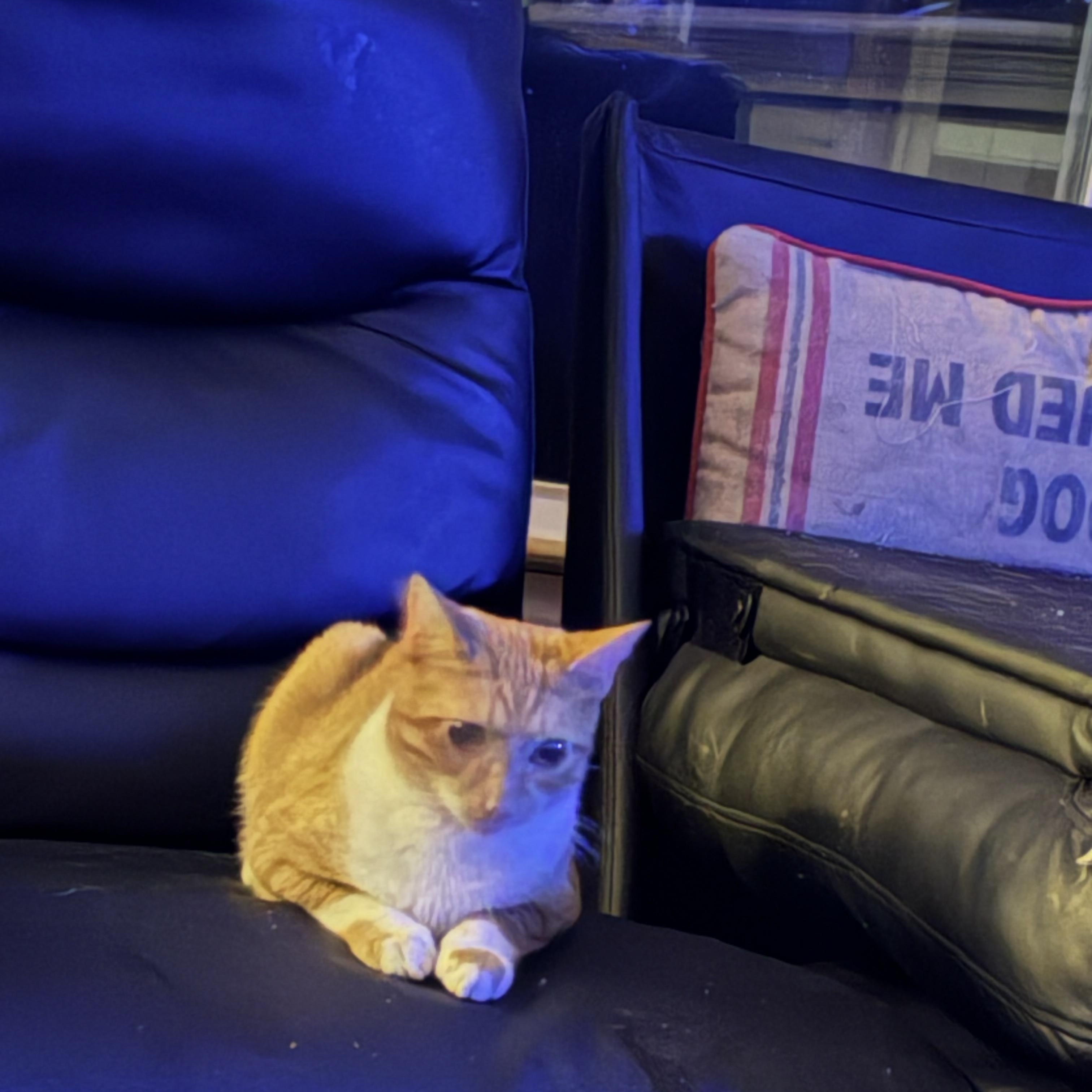 Enlarge Minola Kitties, an adopted mixed breed in Plano, TX image 2/4