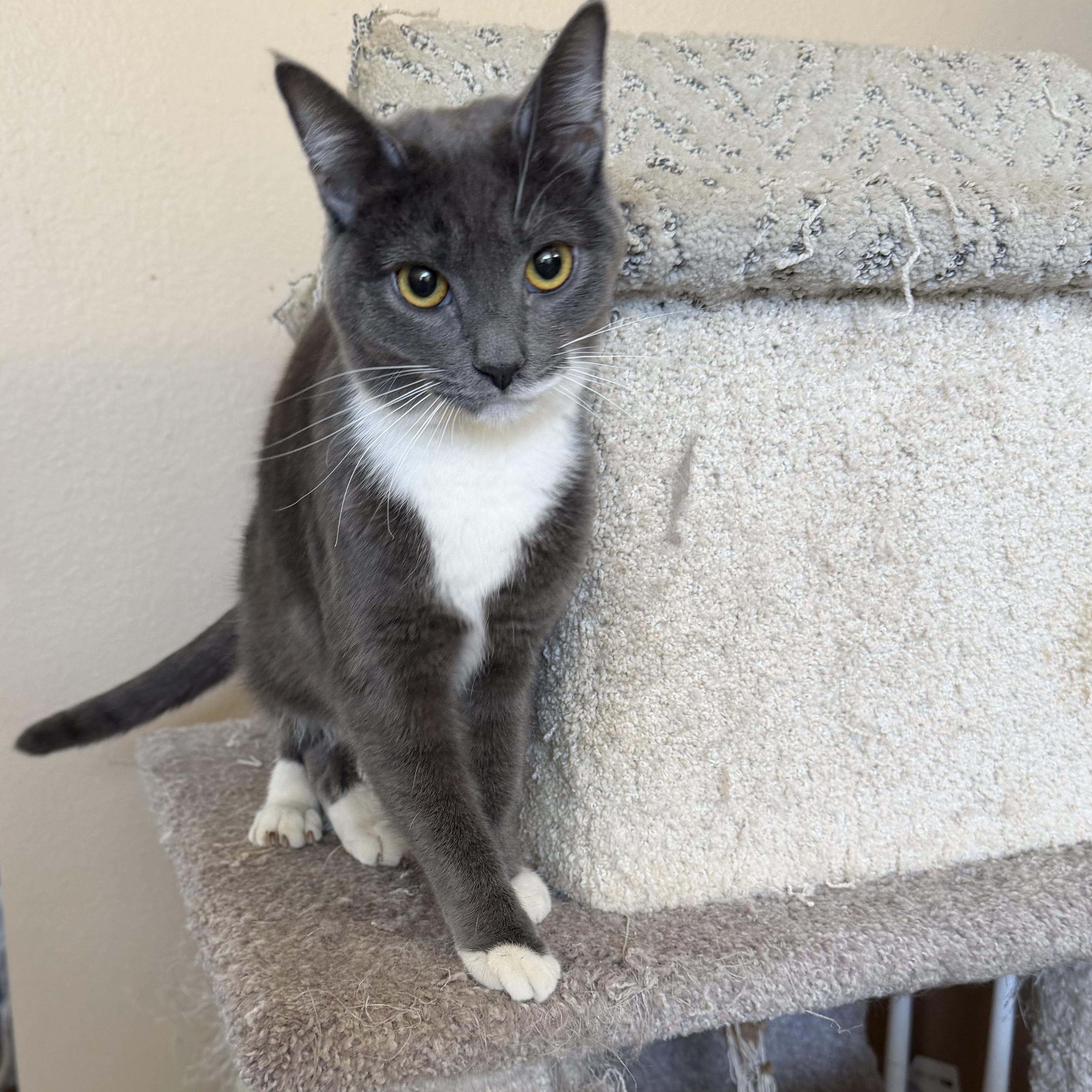 Enlarge Jackie Grey P, a Adoptable Domestic Short Hair in Glendora, CA image 3/5