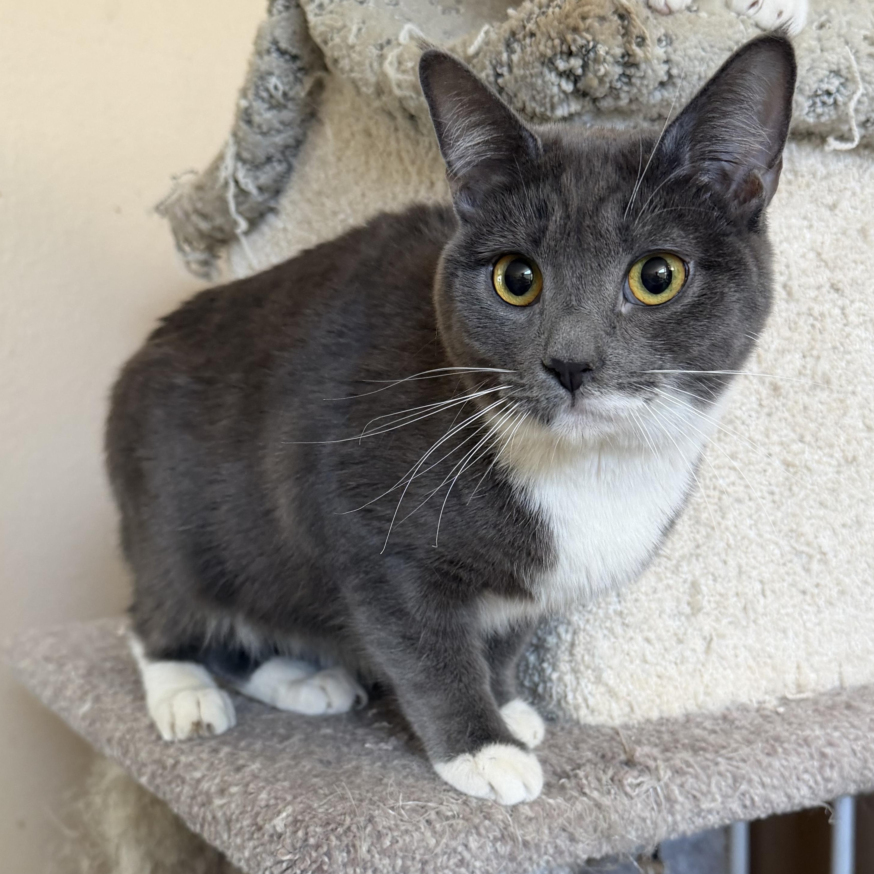 Enlarge Jackie Grey P, a Adoptable Domestic Short Hair in Glendora, CA image 1/5