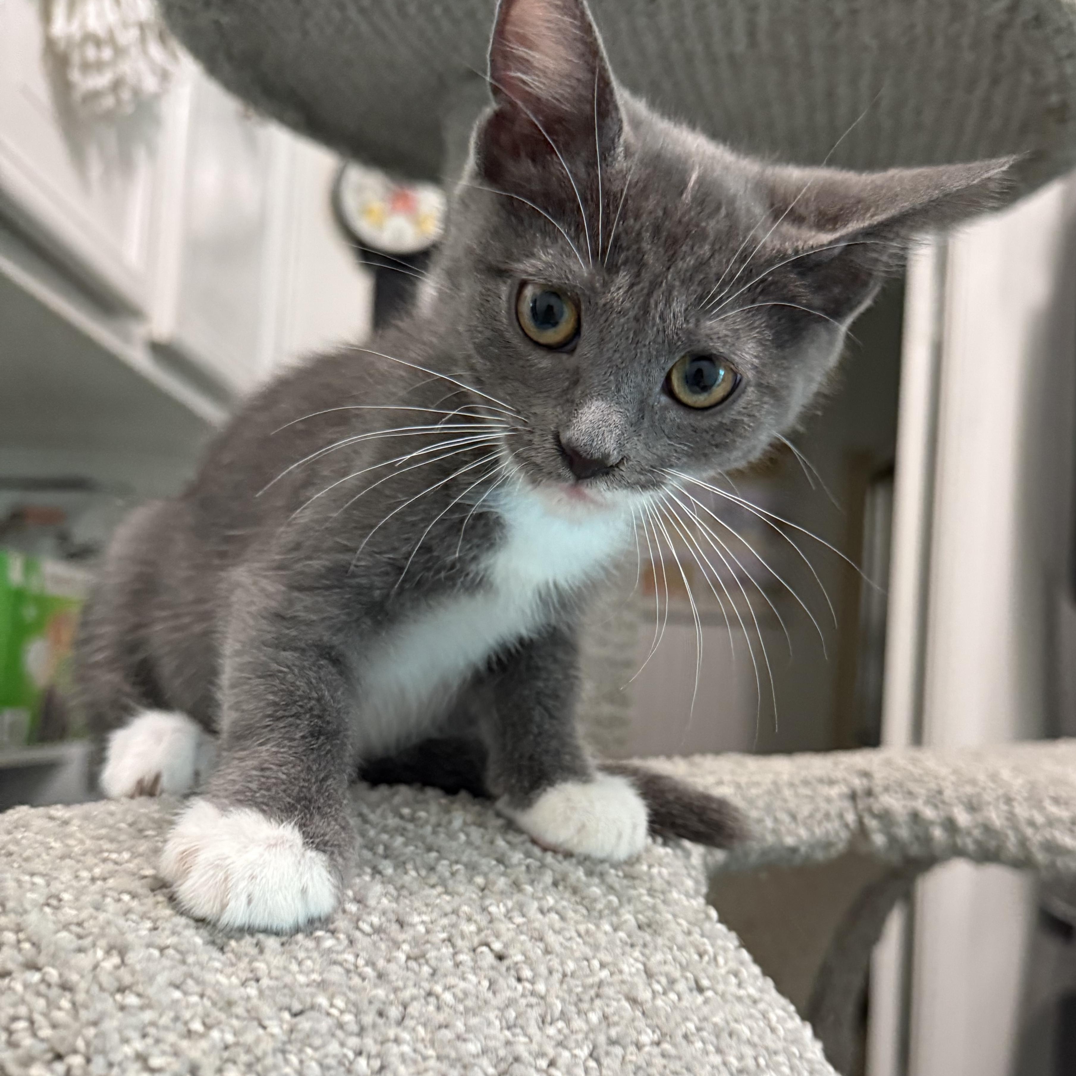 Jackie P Domestic Short Hair Cat