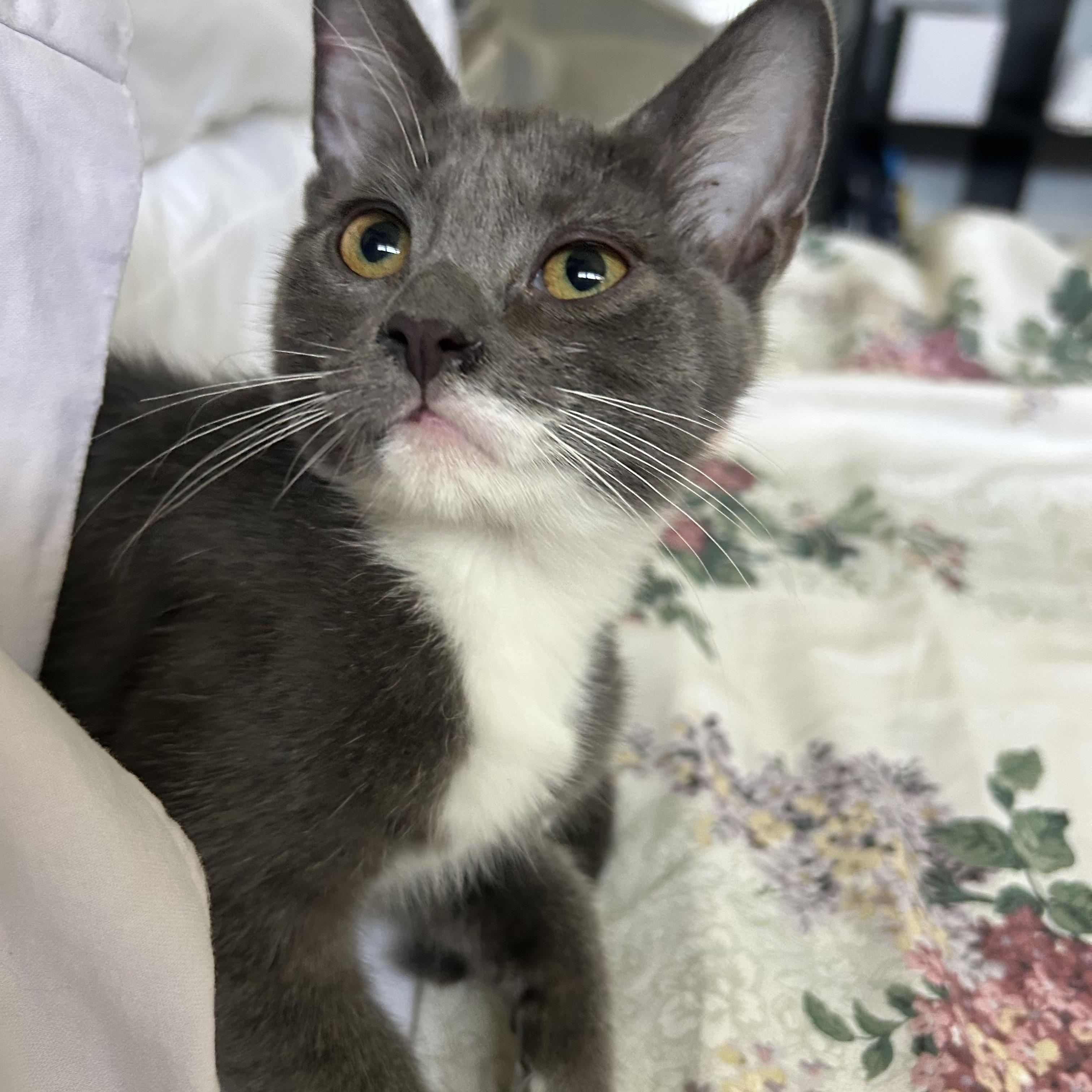 Enlarge Jackie Grey P, a Adoptable Domestic Short Hair in Glendora, CA image 4/5