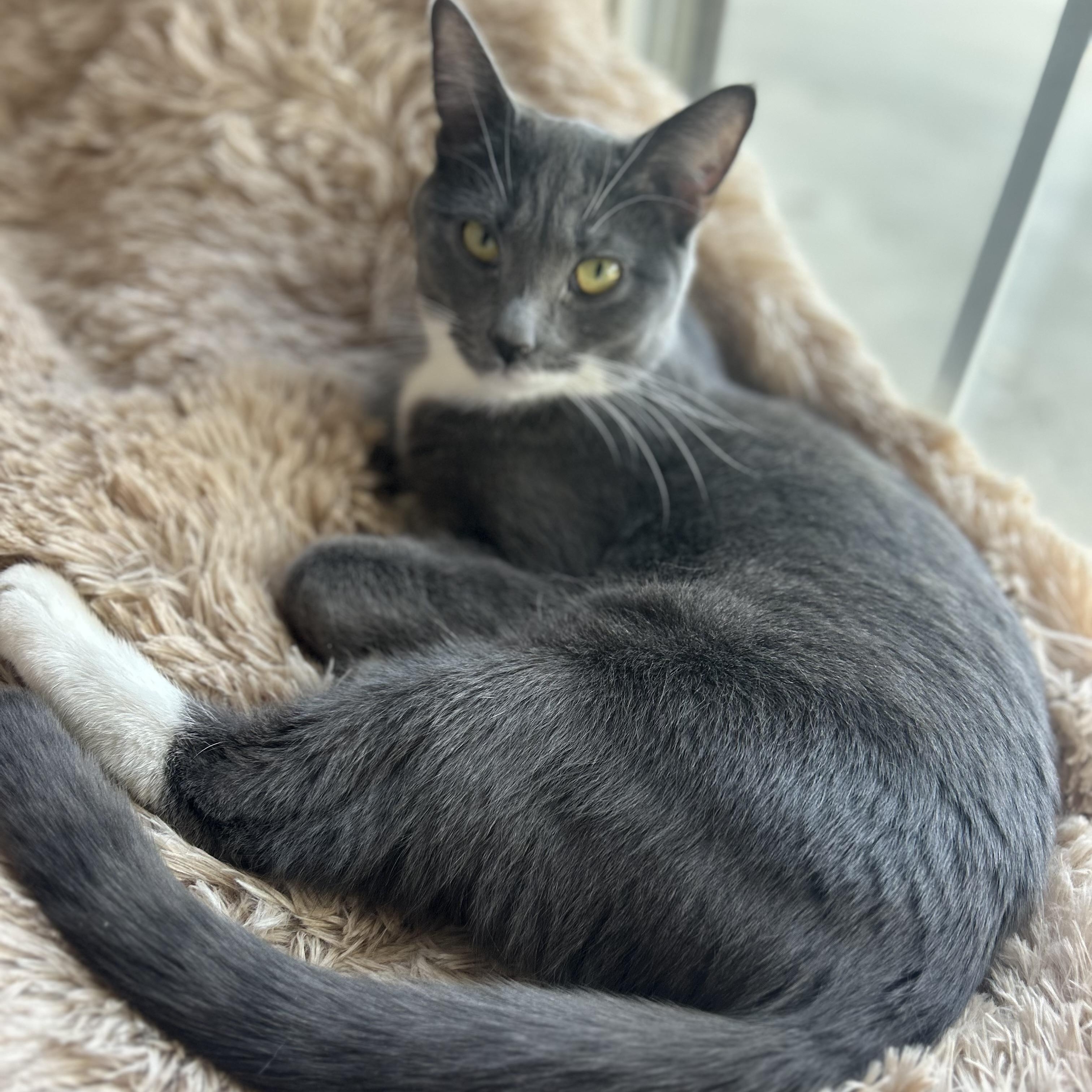Enlarge Jackie Grey P, a Adoptable Domestic Short Hair in Glendora, CA image 5/5