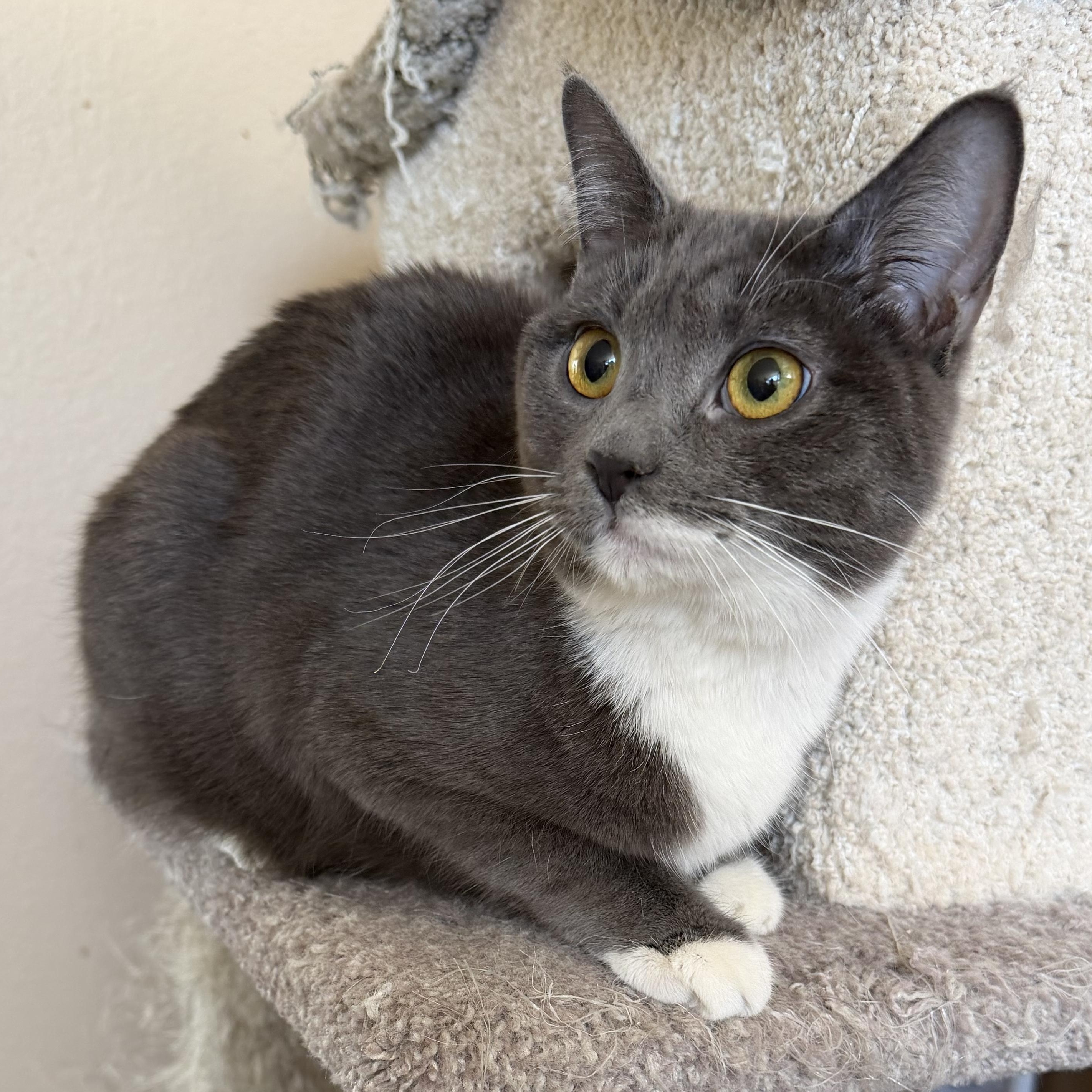 Enlarge Jackie Grey P, a Adoptable Domestic Short Hair in Glendora, CA image 2/5