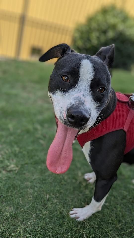Sherry, a Adoptable mixed breed in Fort Mill, SC image 2/6