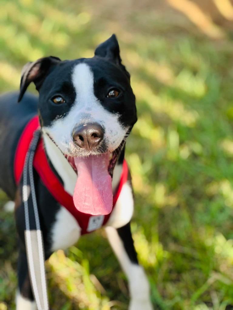 Sherry, a Adoptable mixed breed in Fort Mill, SC image 2/6