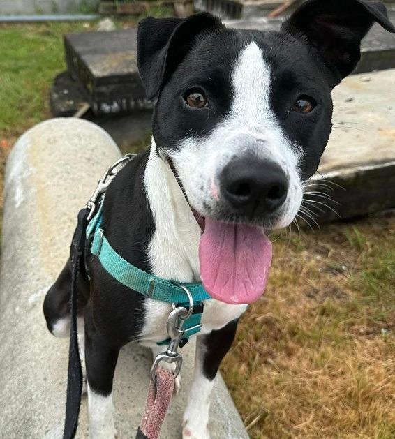 Sherry, a Adoptable mixed breed in Fort Mill, SC image 4/6