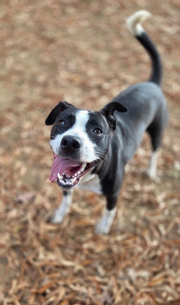 Sherry, a Adoptable mixed breed in Fort Mill, SC image 3/6