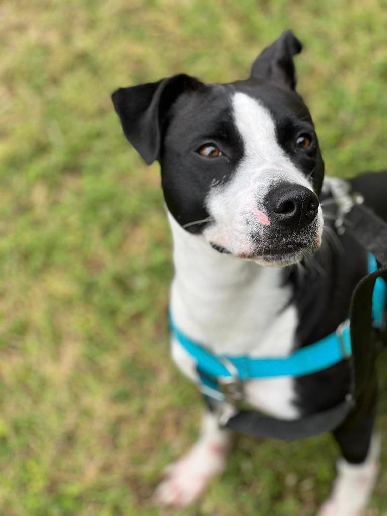 Sherry, a Adoptable mixed breed in Fort Mill, SC image 5/6