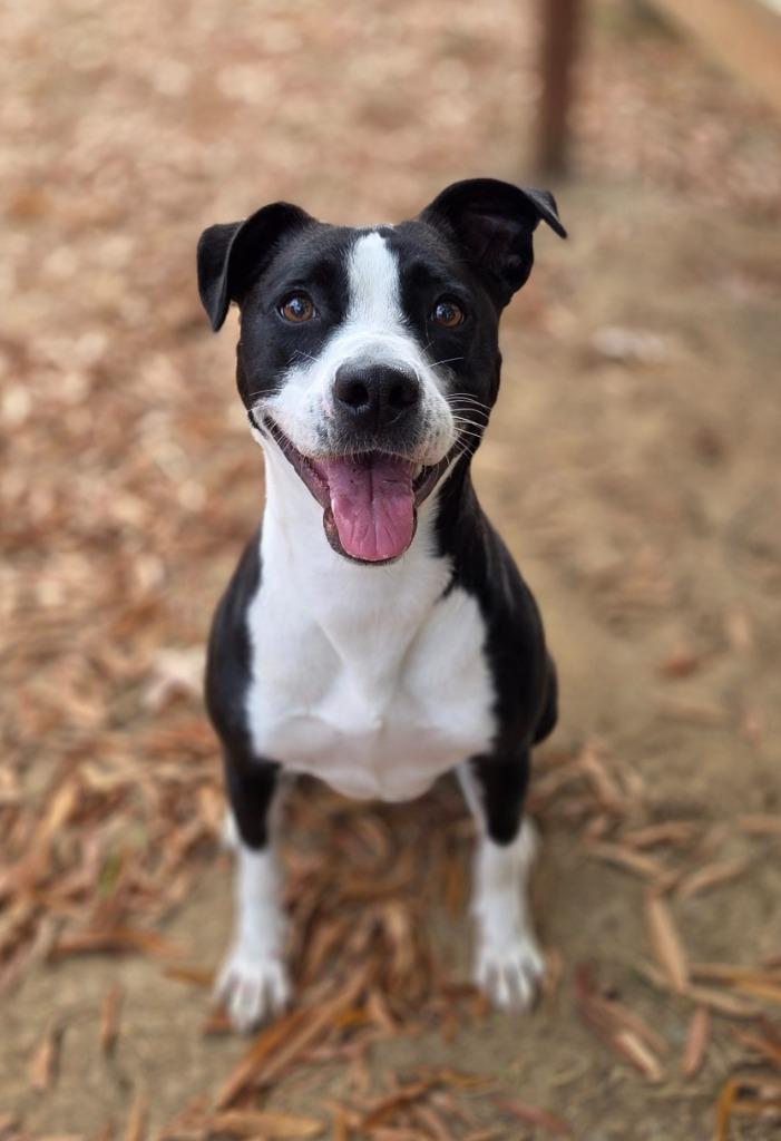 Sherry, a Adoptable mixed breed in Fort Mill, SC image 6/6