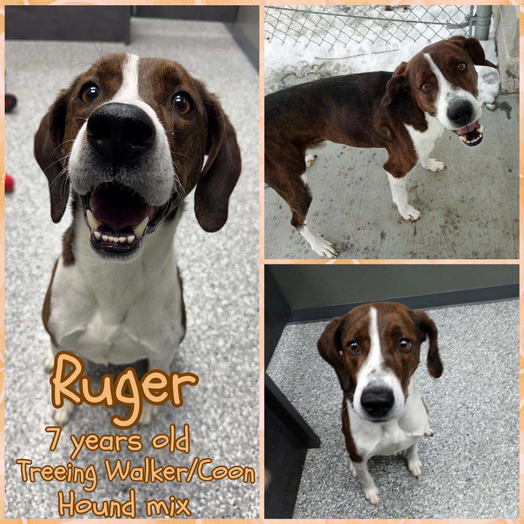 Enlarge Ruger, an adopted mixed breed in Franklin, IN image 1/1