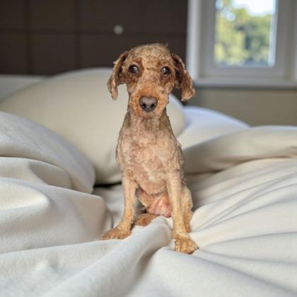 Enlarge Nico, a Adoptable Poodle in Malvern, PA image 1/1