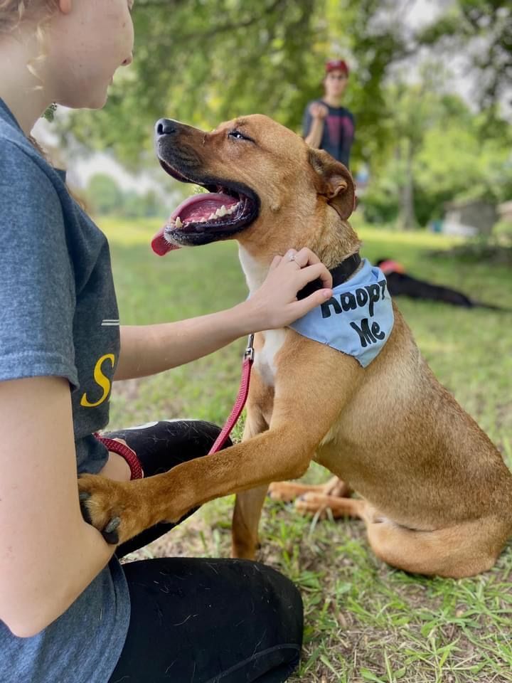 Samson, a Adoptable mixed breed in Reidsville, NC image 1/12