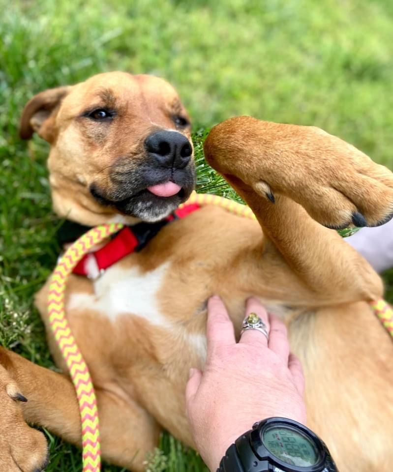 Samson, a Adoptable mixed breed in Reidsville, NC image 6/12