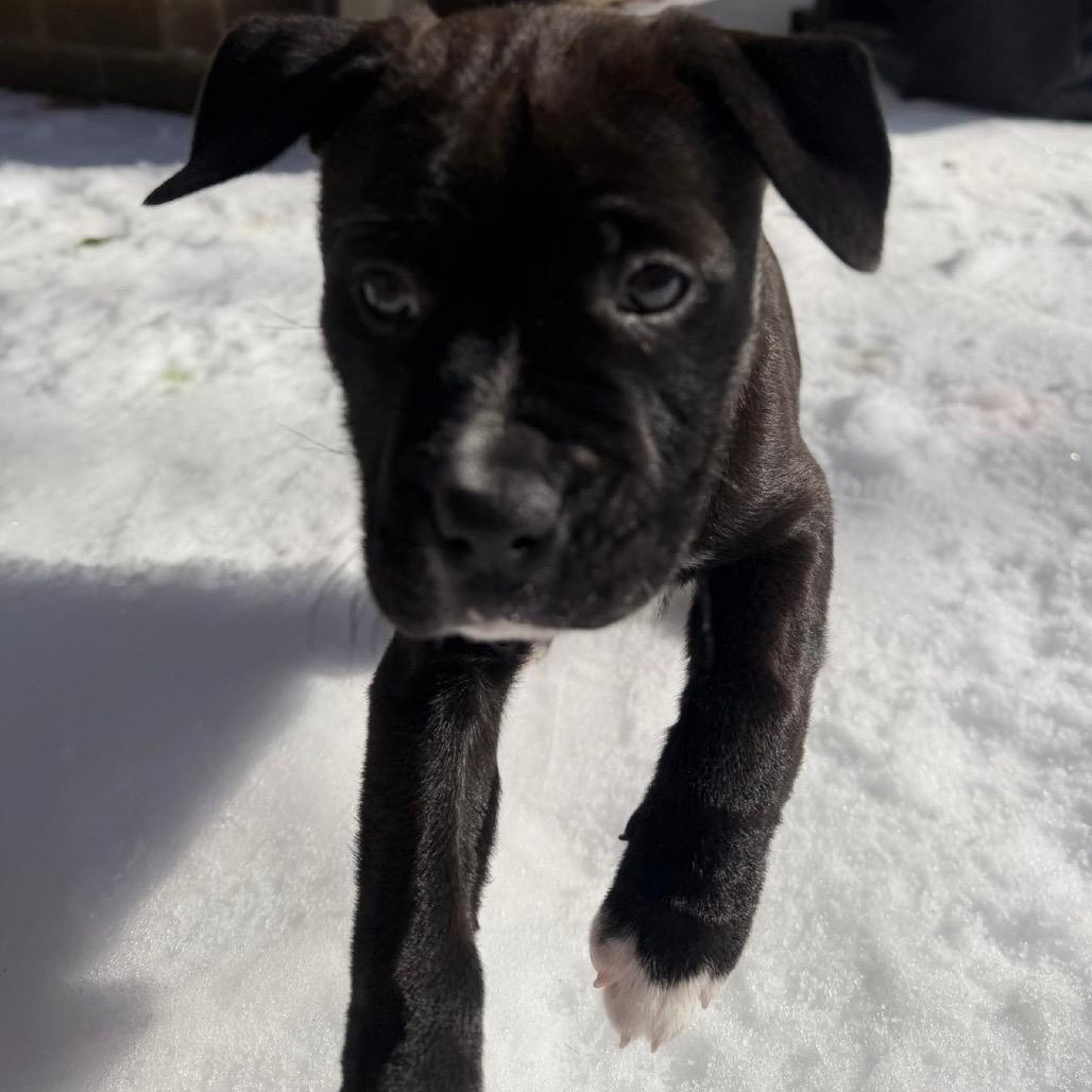 Enlarge HENRIETTA, a Adoptable mixed breed in Cordova, TN image 1/4