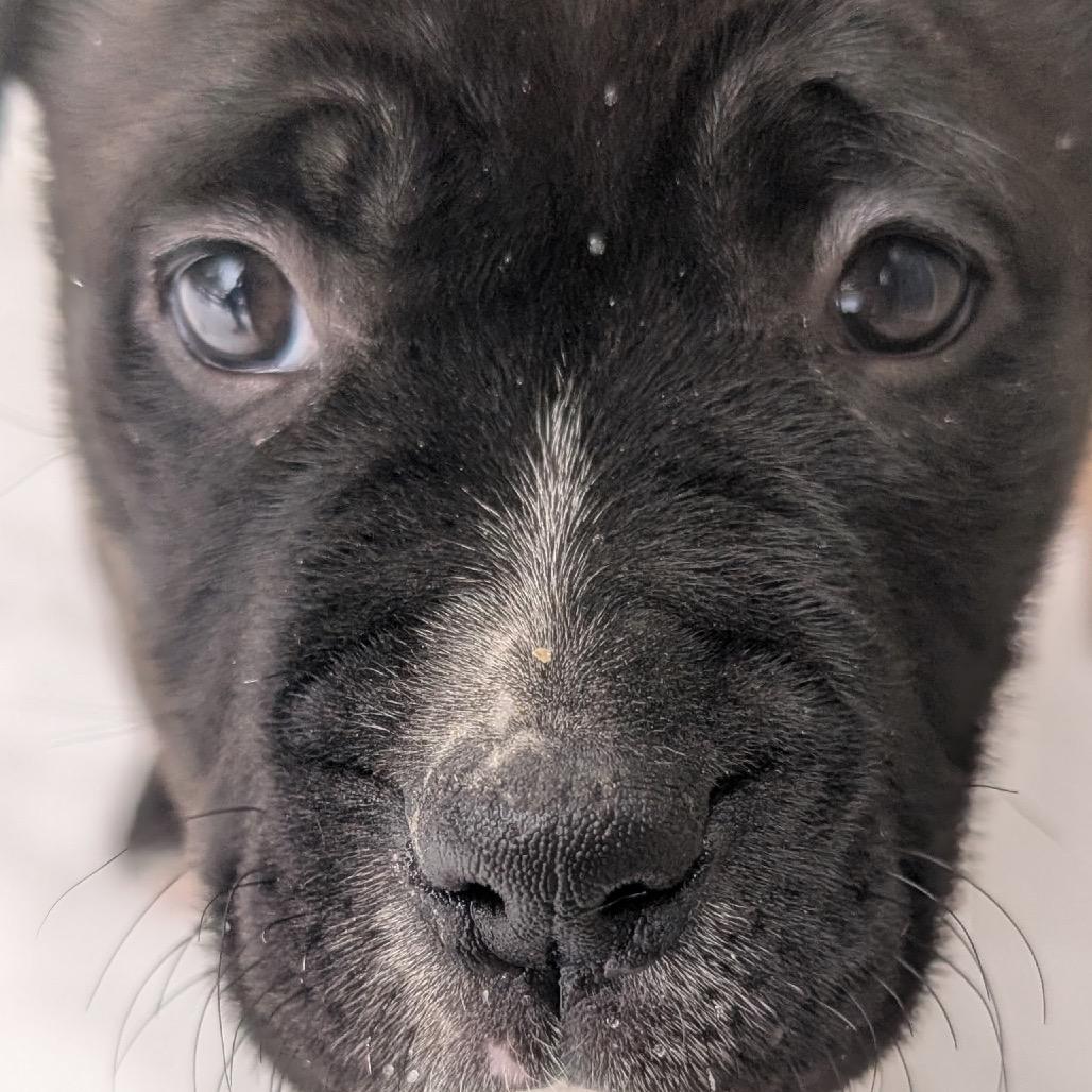 Enlarge HENRIETTA, a Adoptable mixed breed in Cordova, TN image 2/4