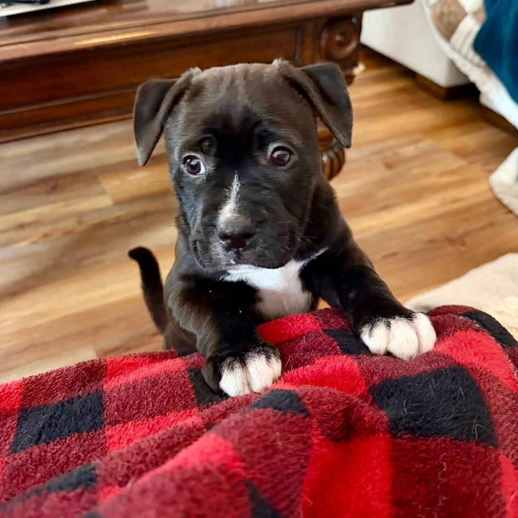 Enlarge HENRIETTA, a Adoptable mixed breed in Cordova, TN image 3/4