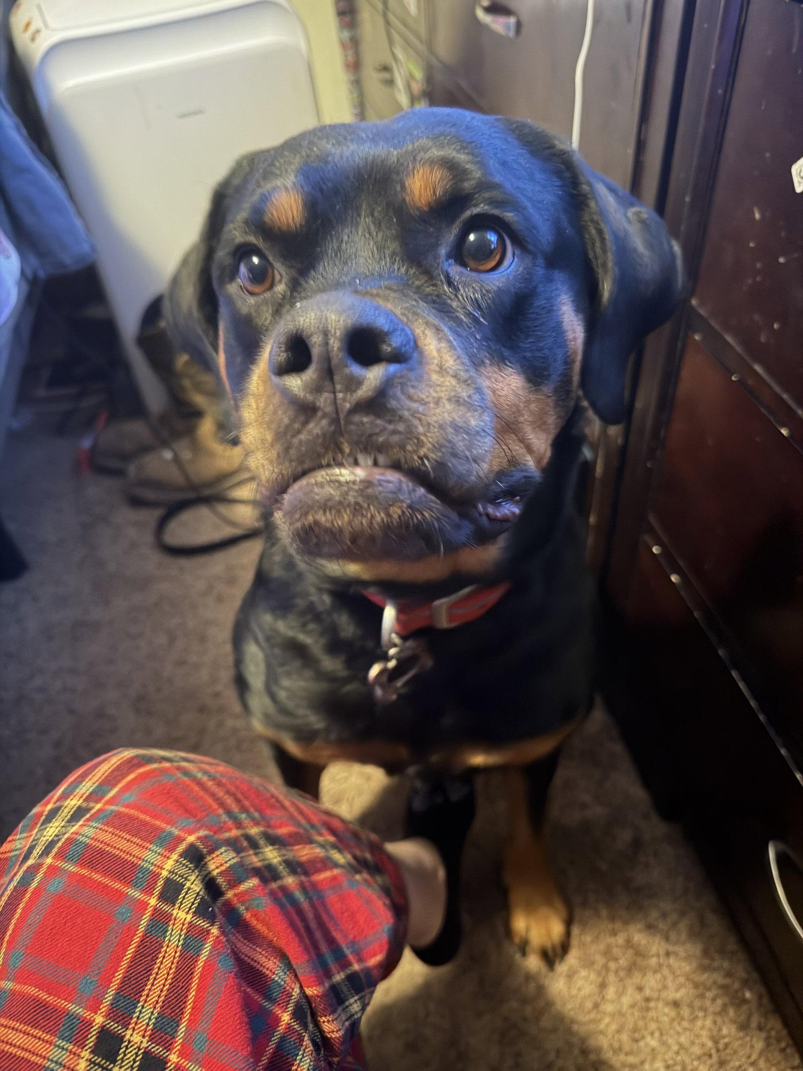 Ohana (Courtesy), Adoptable, Adult Female Rottweiler.