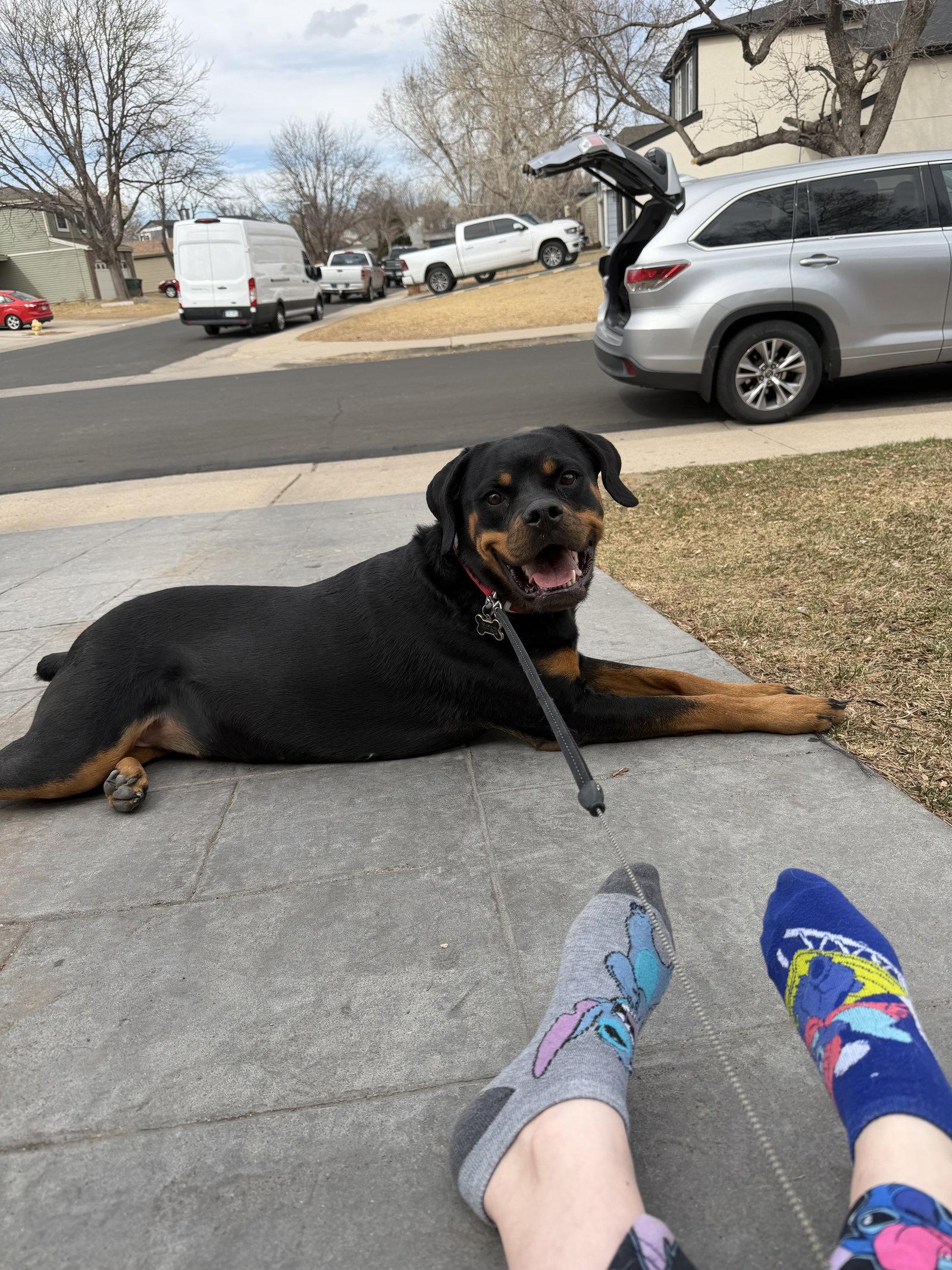 Enlarge Ohana (Courtesy), a Adoptable Rottweiler in Aurora, CO image 2/3