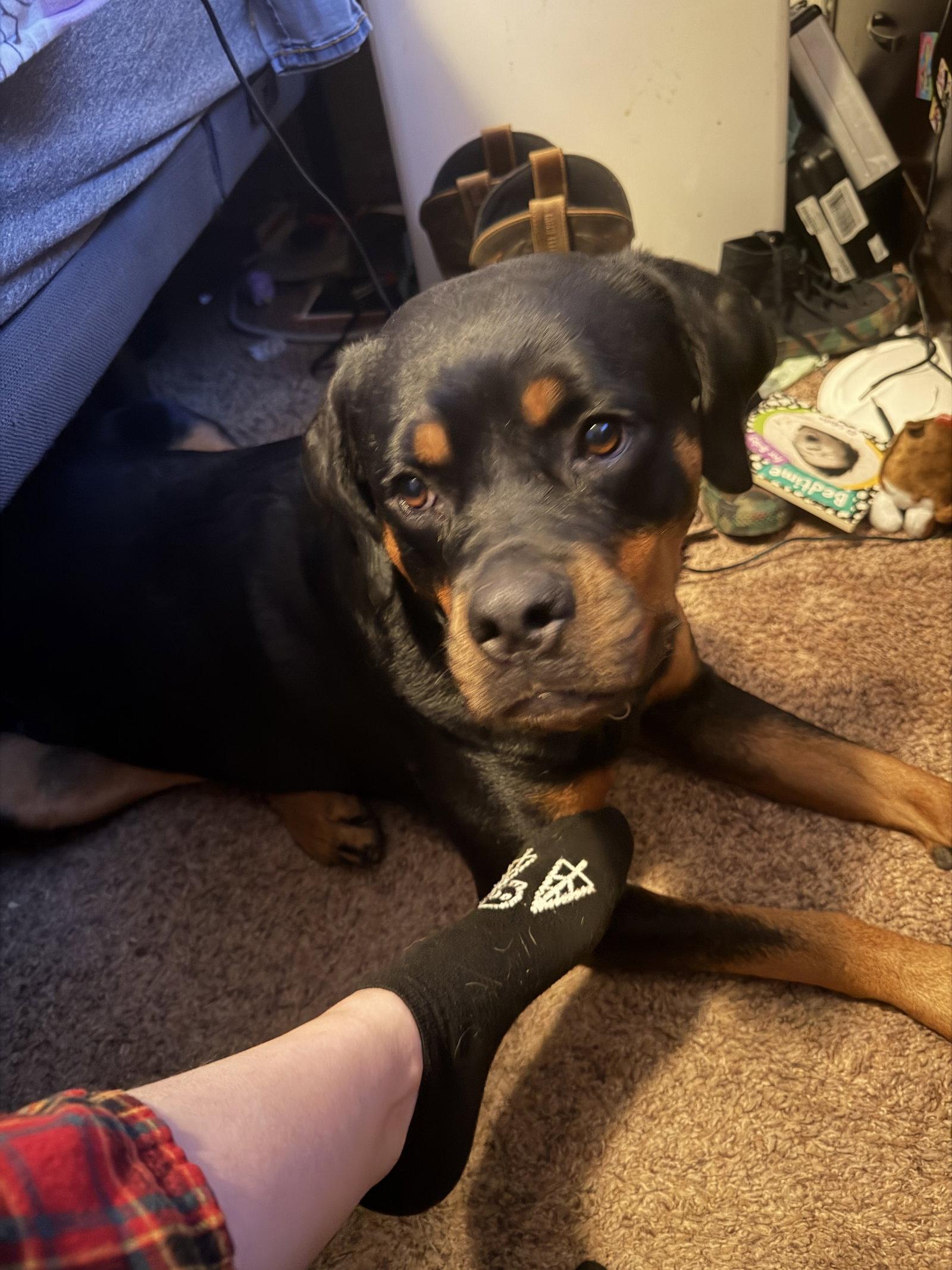 Enlarge Ohana (Courtesy), a Adoptable Rottweiler in Aurora, CO image 3/3