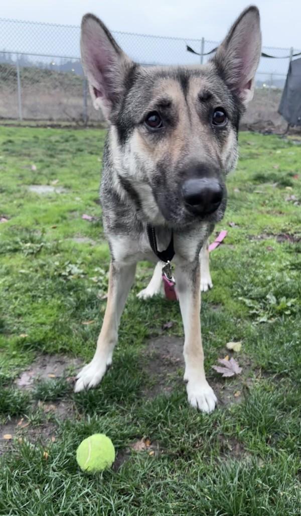 Aurora, Adoptable, Adult Female German Shepherd Dog.