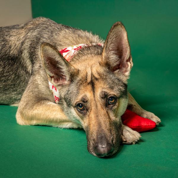 Aurora, Adoptable, Adult Female German Shepherd Dog.