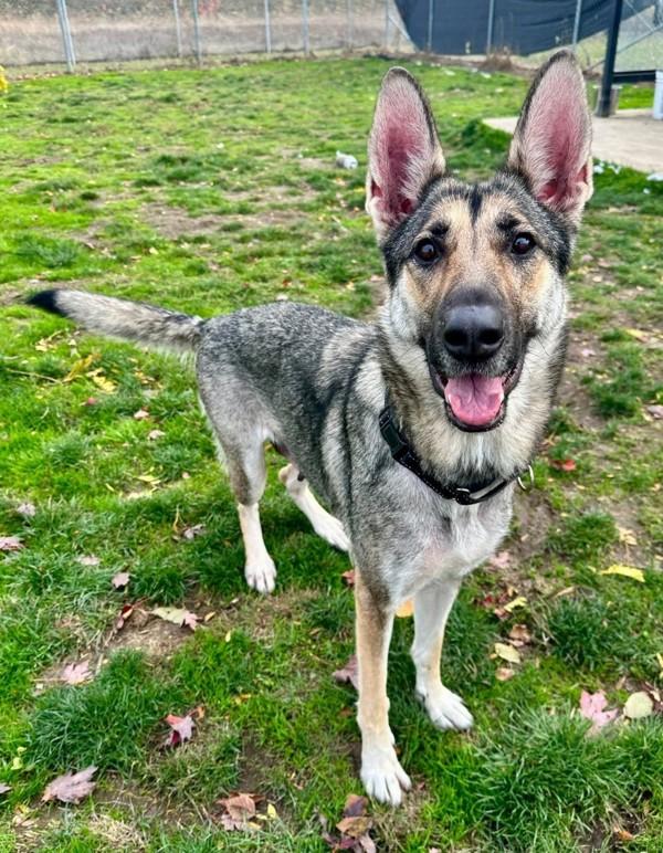 Enlarge Aurora, a Adoptable German Shepherd Dog in Salem, OR image 2/2