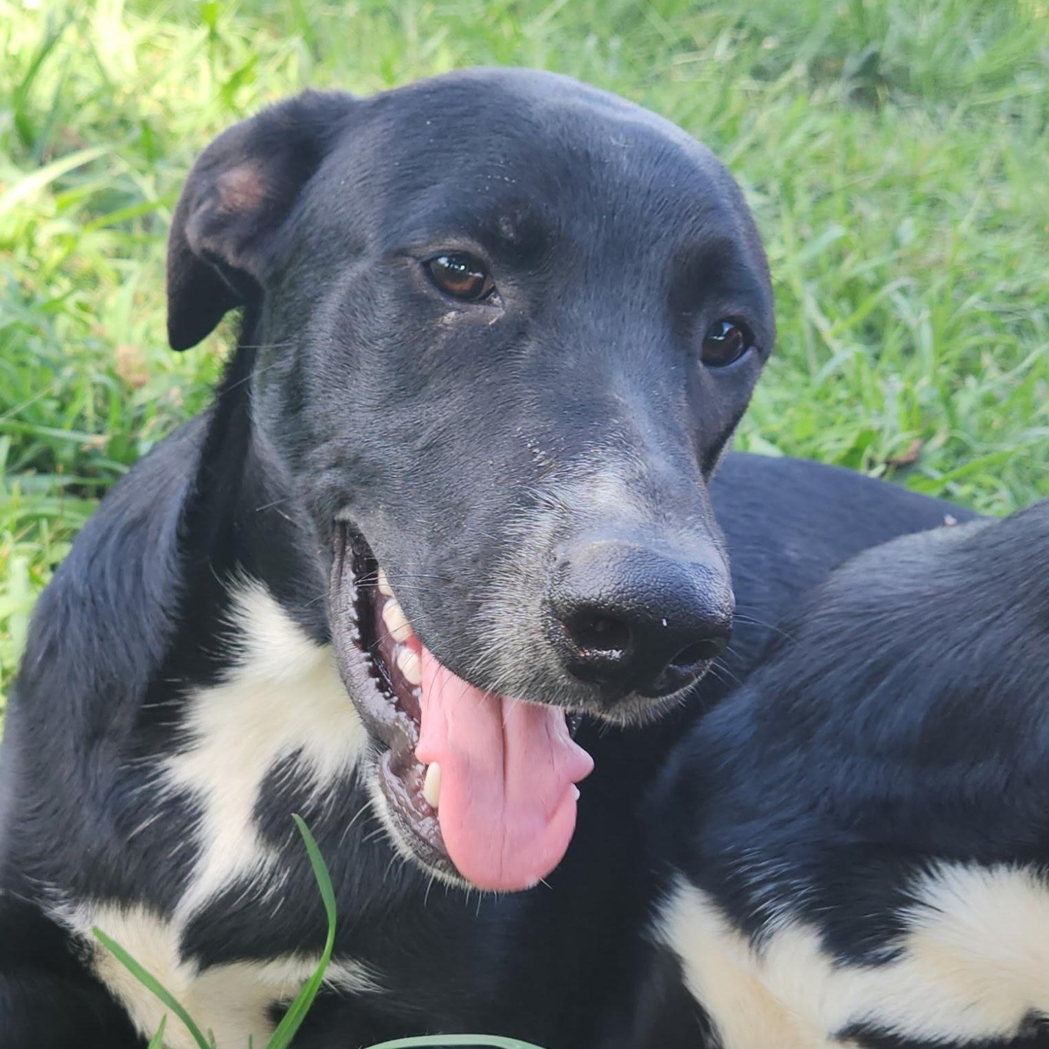 Gator Cindy — thumbnail 4