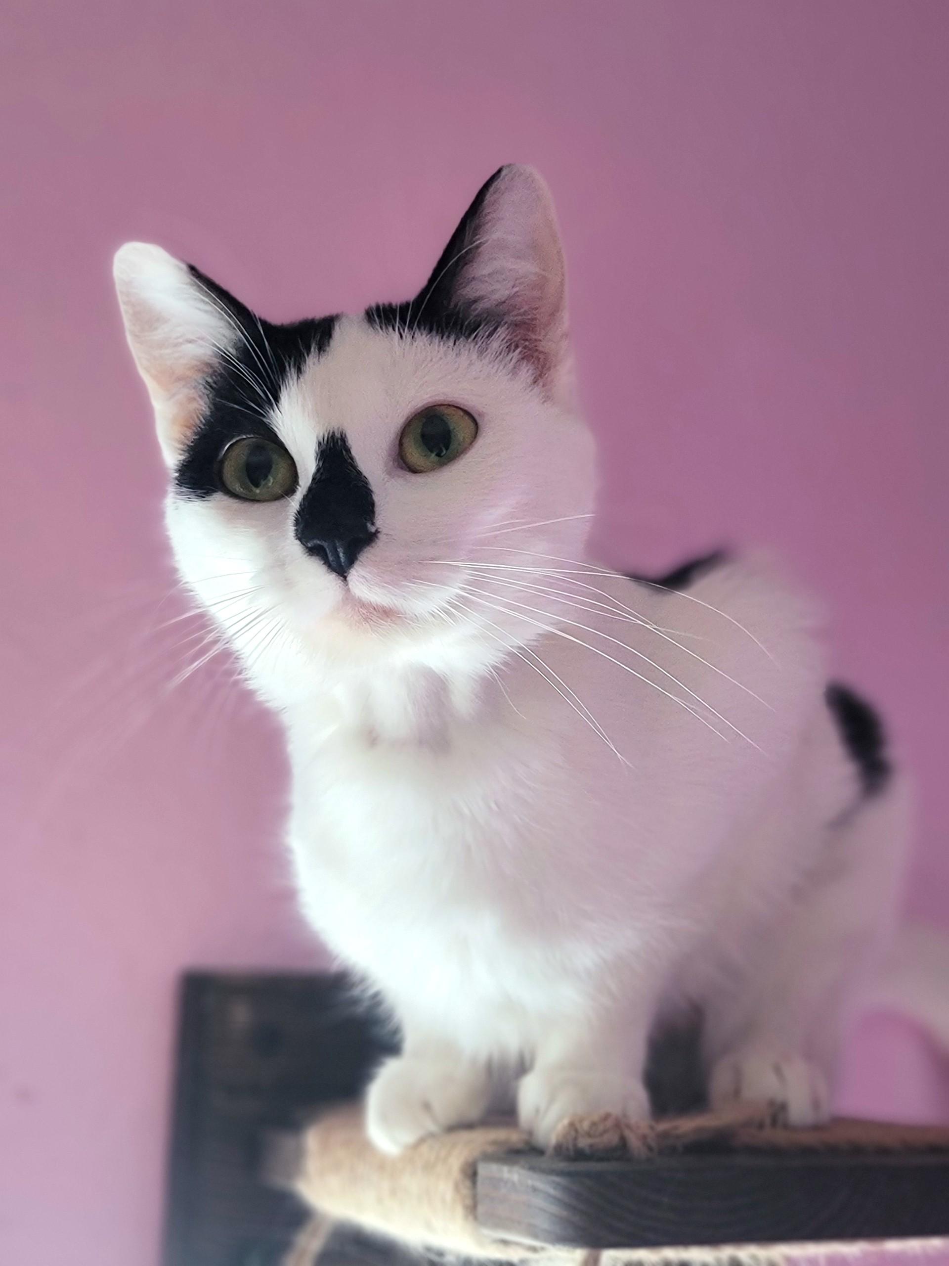 Enlarge Leia, a ADOPTABLE Domestic Short Hair in Washoe Valley, NV image 1/1