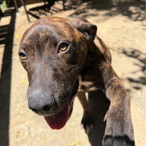 Enlarge Damion, a Adoptable mixed breed in Calera, AL image 5/6