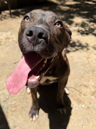 Enlarge Damion, a Adoptable mixed breed in Calera, AL image 6/6