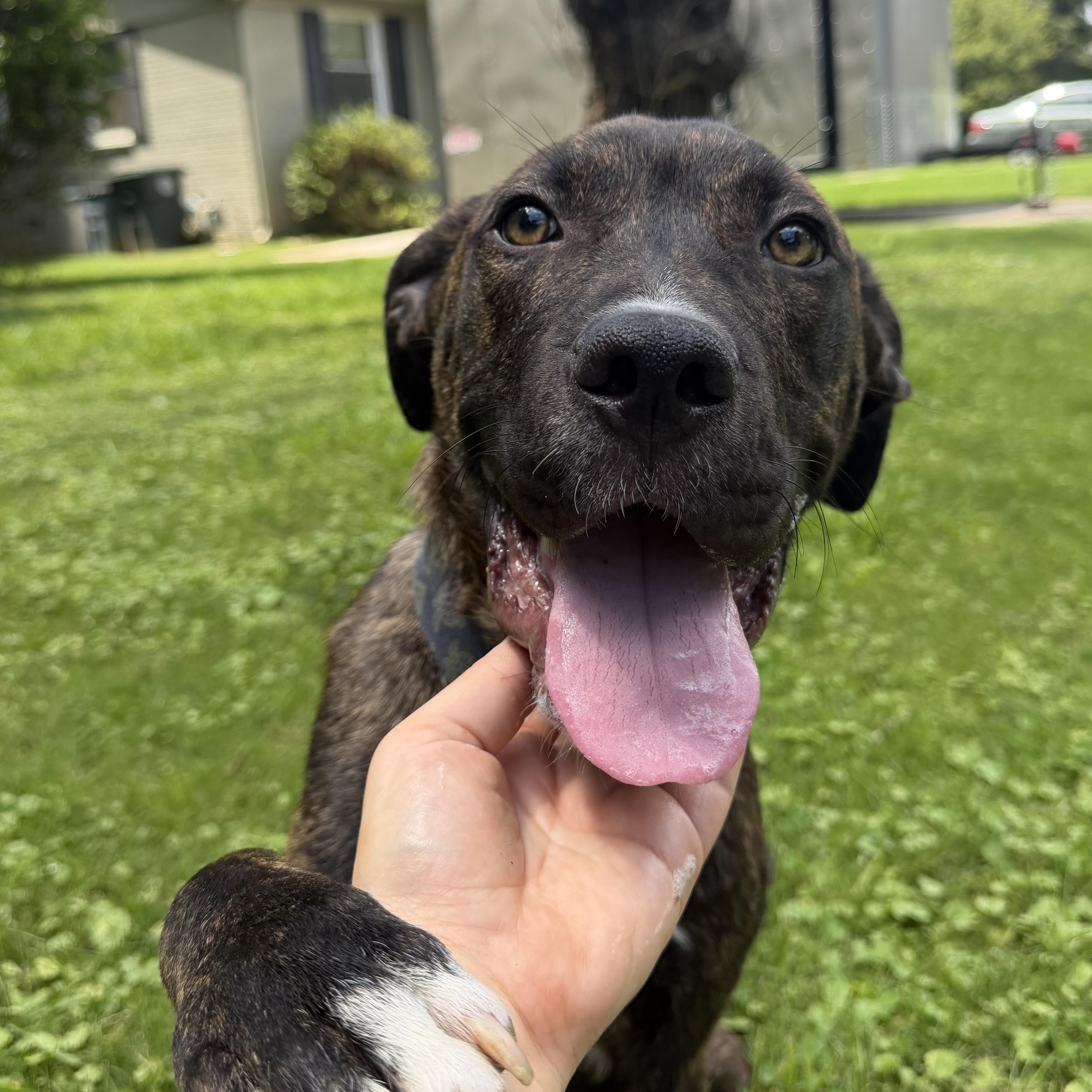 Enlarge Damion, a Adoptable mixed breed in Calera, AL image 2/6