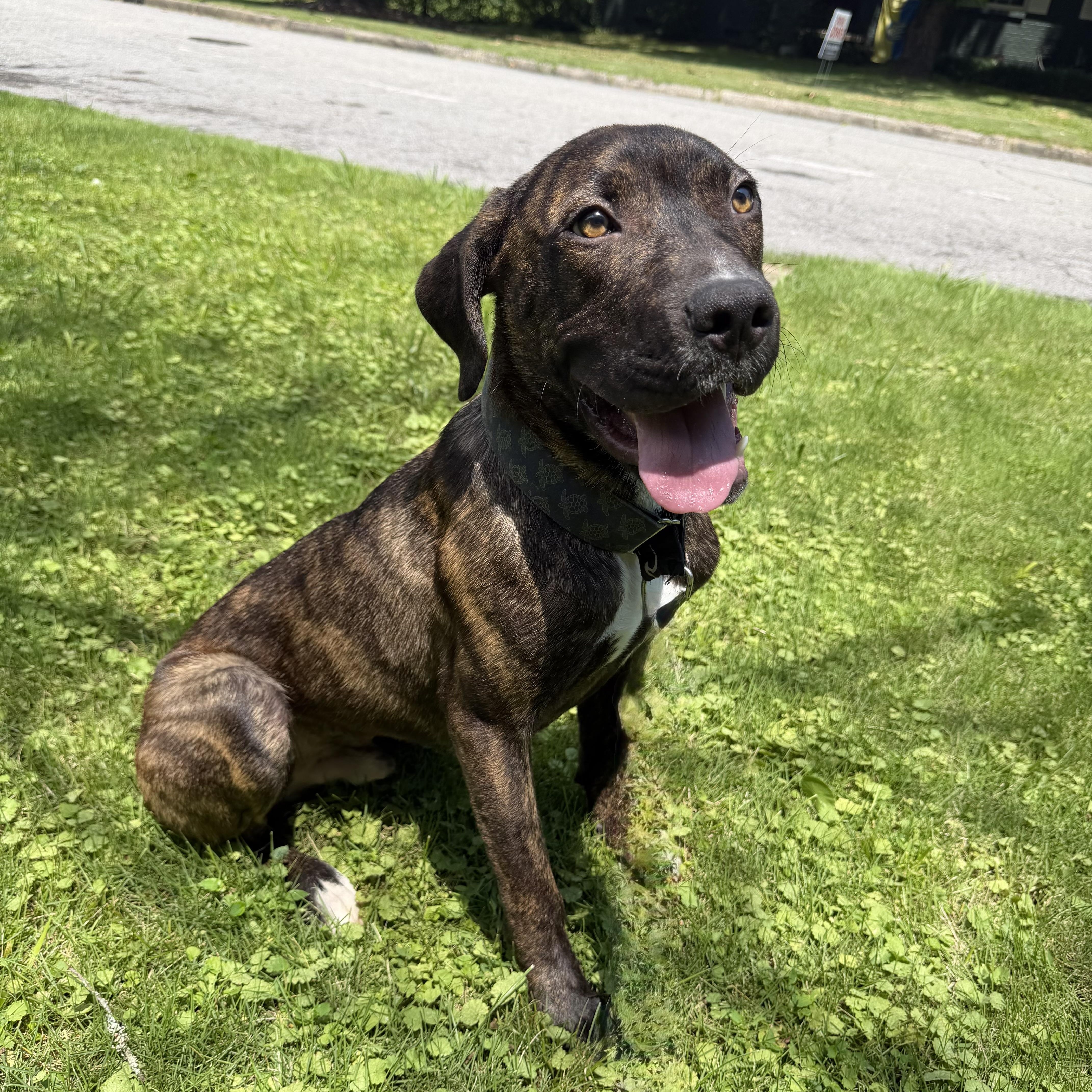 Enlarge Damion, a Adoptable mixed breed in Calera, AL image 4/6