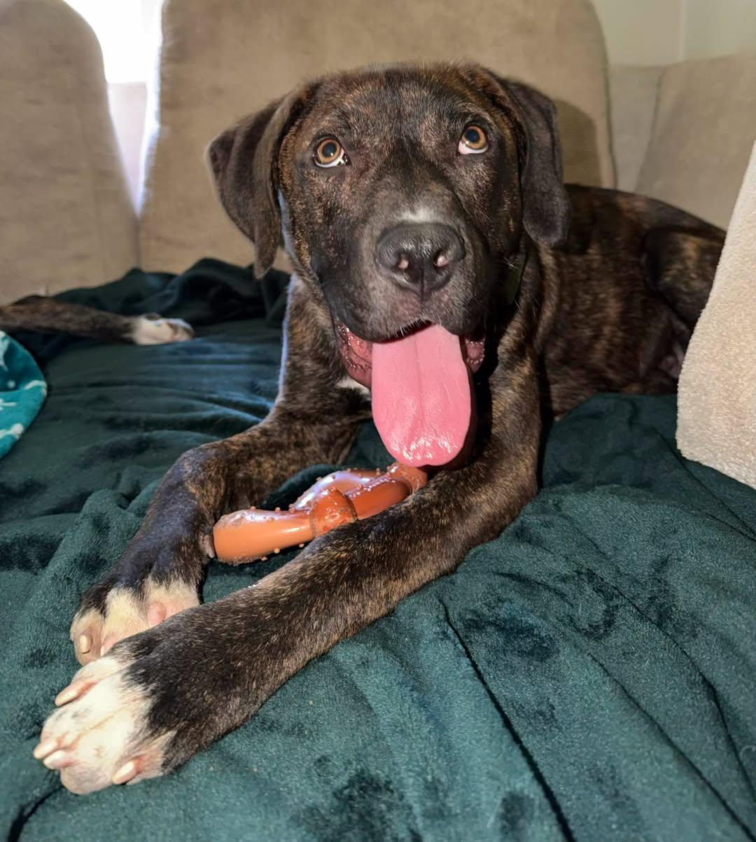 Damion, Adoptable, Young Male Boxer.
