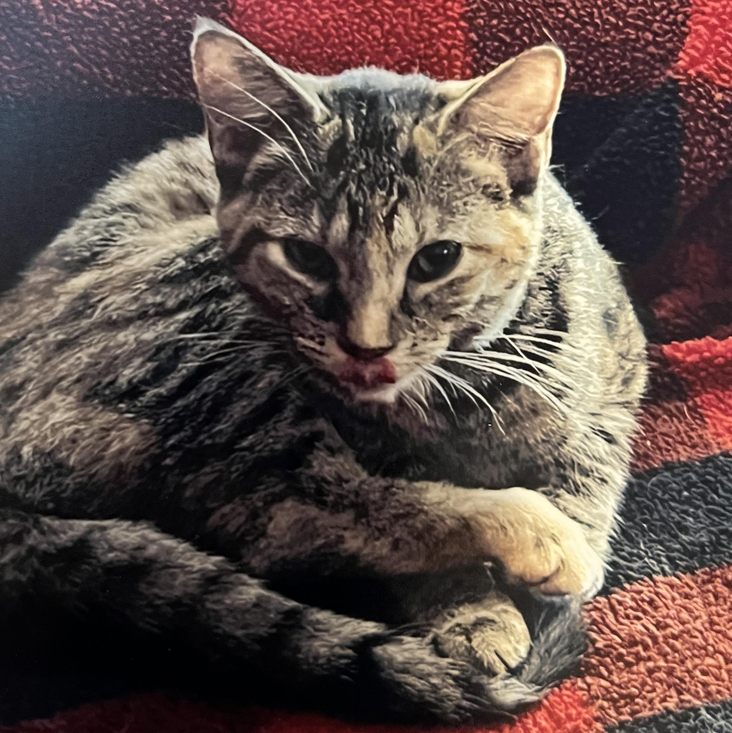 Enlarge Butterscotch, a Adoptable mixed breed in Harrisburg, PA image 1/1