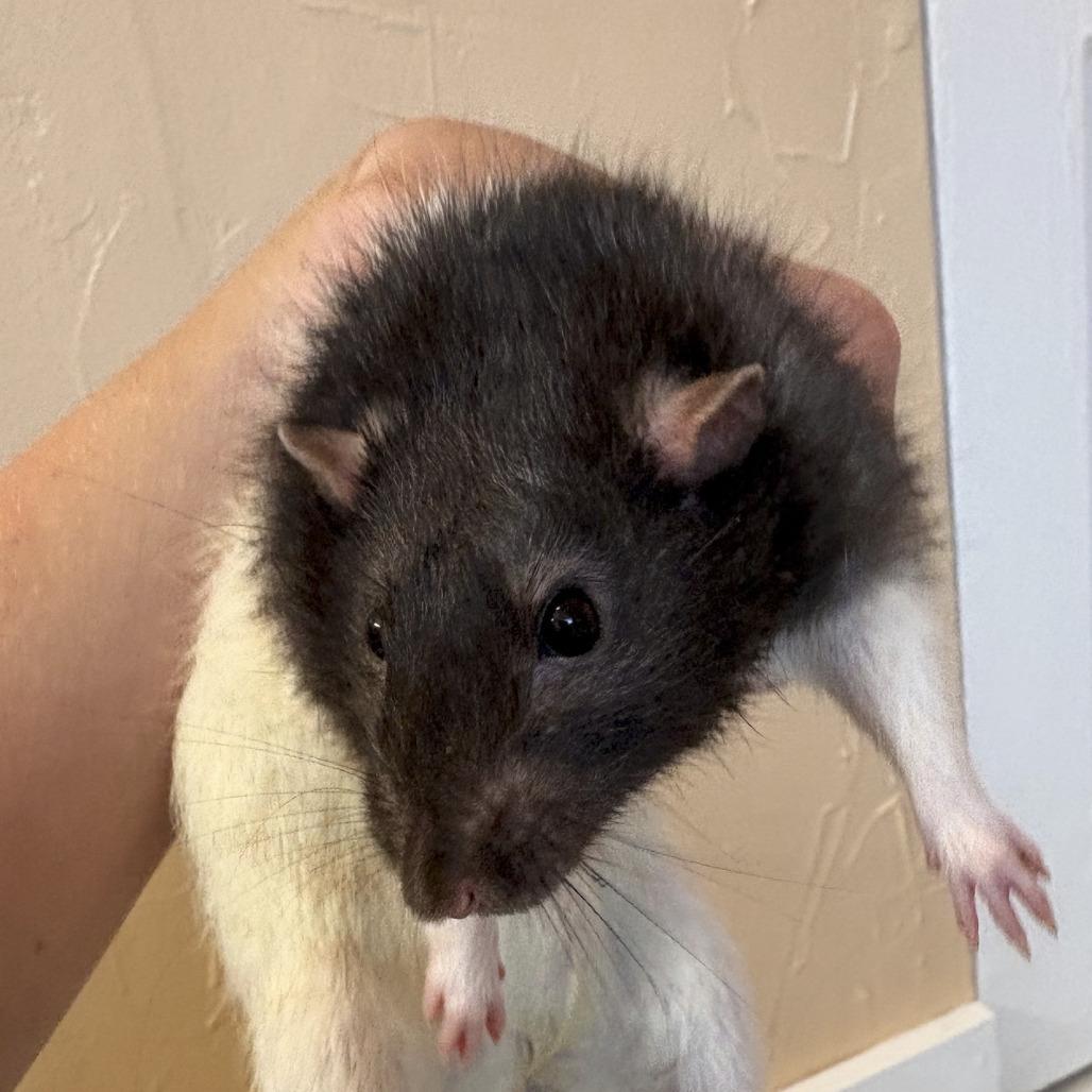St. John, Adoptable, Young Male Rat.