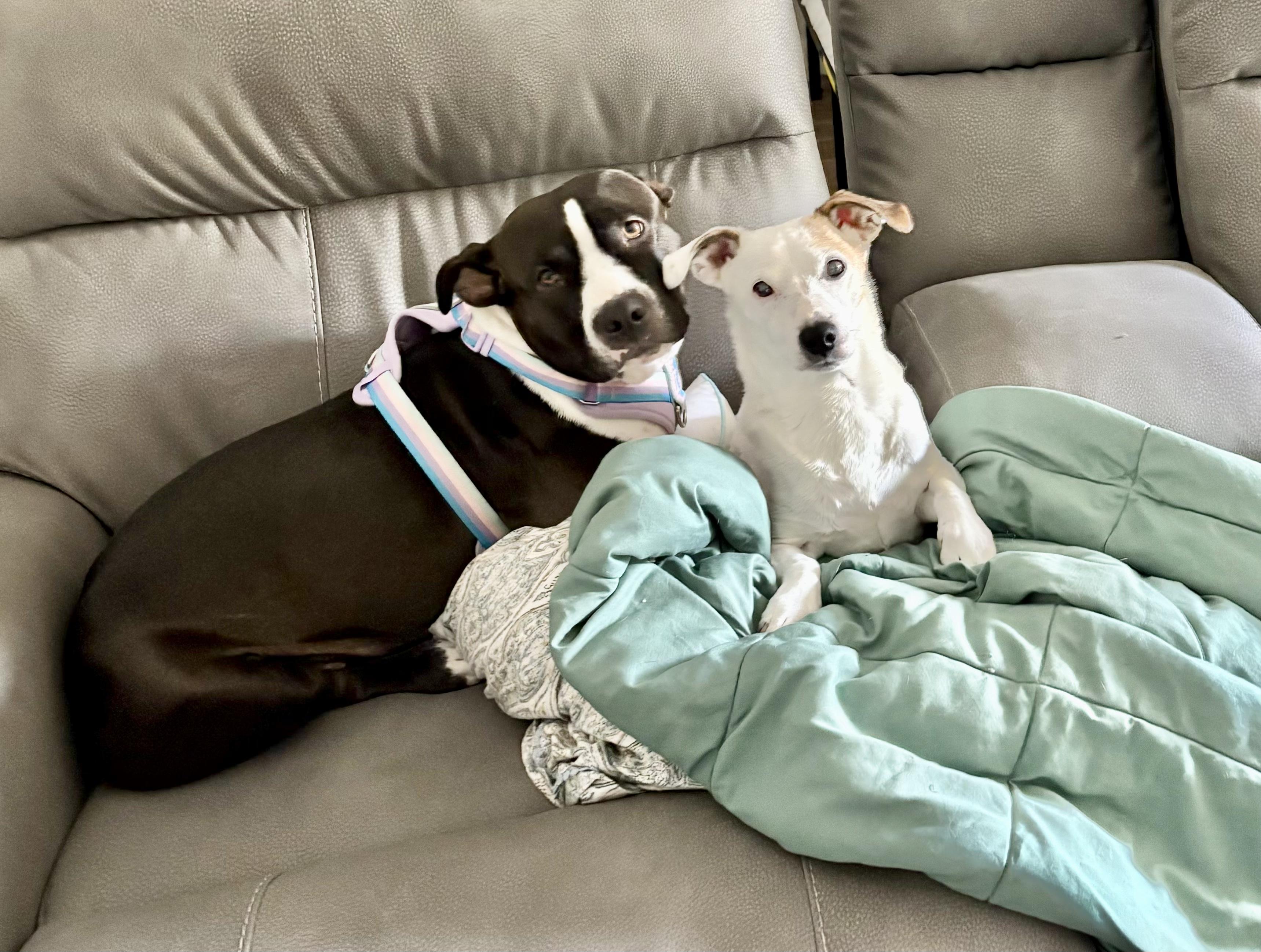 Enlarge Lucy, a ADOPTABLE mixed breed in Scottsdale, AZ image 5/6