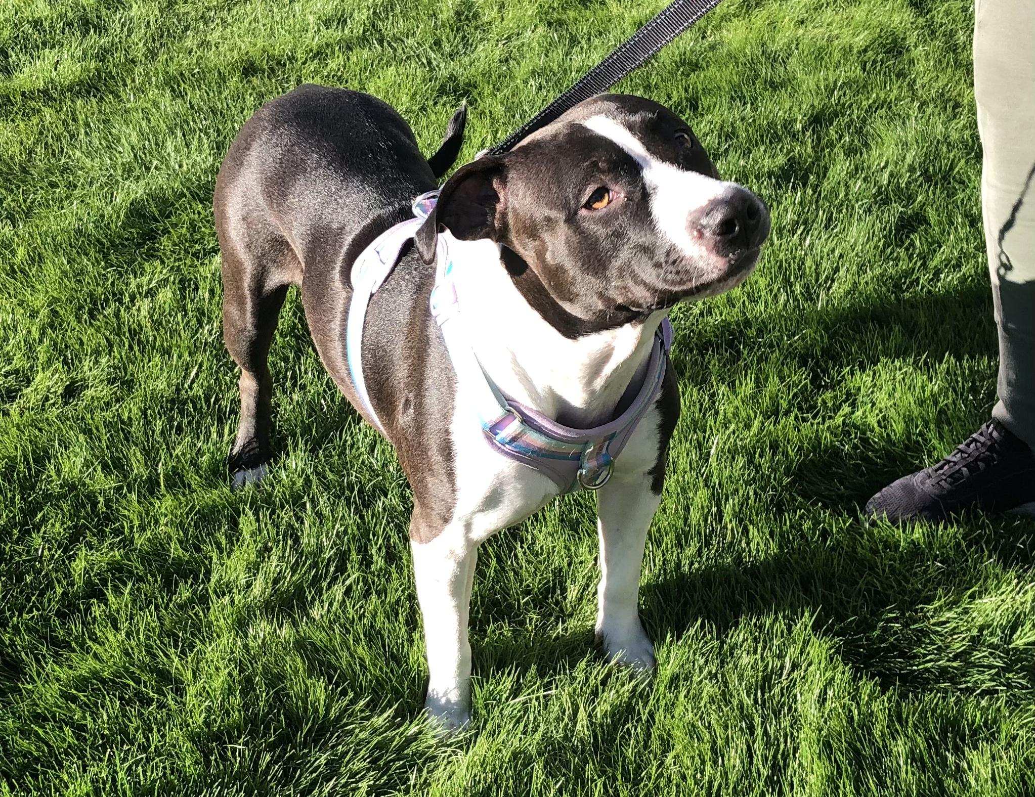 Enlarge Lucy, a ADOPTABLE mixed breed in Scottsdale, AZ image 3/6