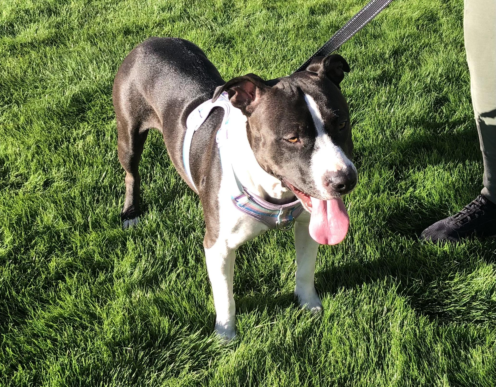 Enlarge Lucy, a ADOPTABLE mixed breed in Scottsdale, AZ image 6/6